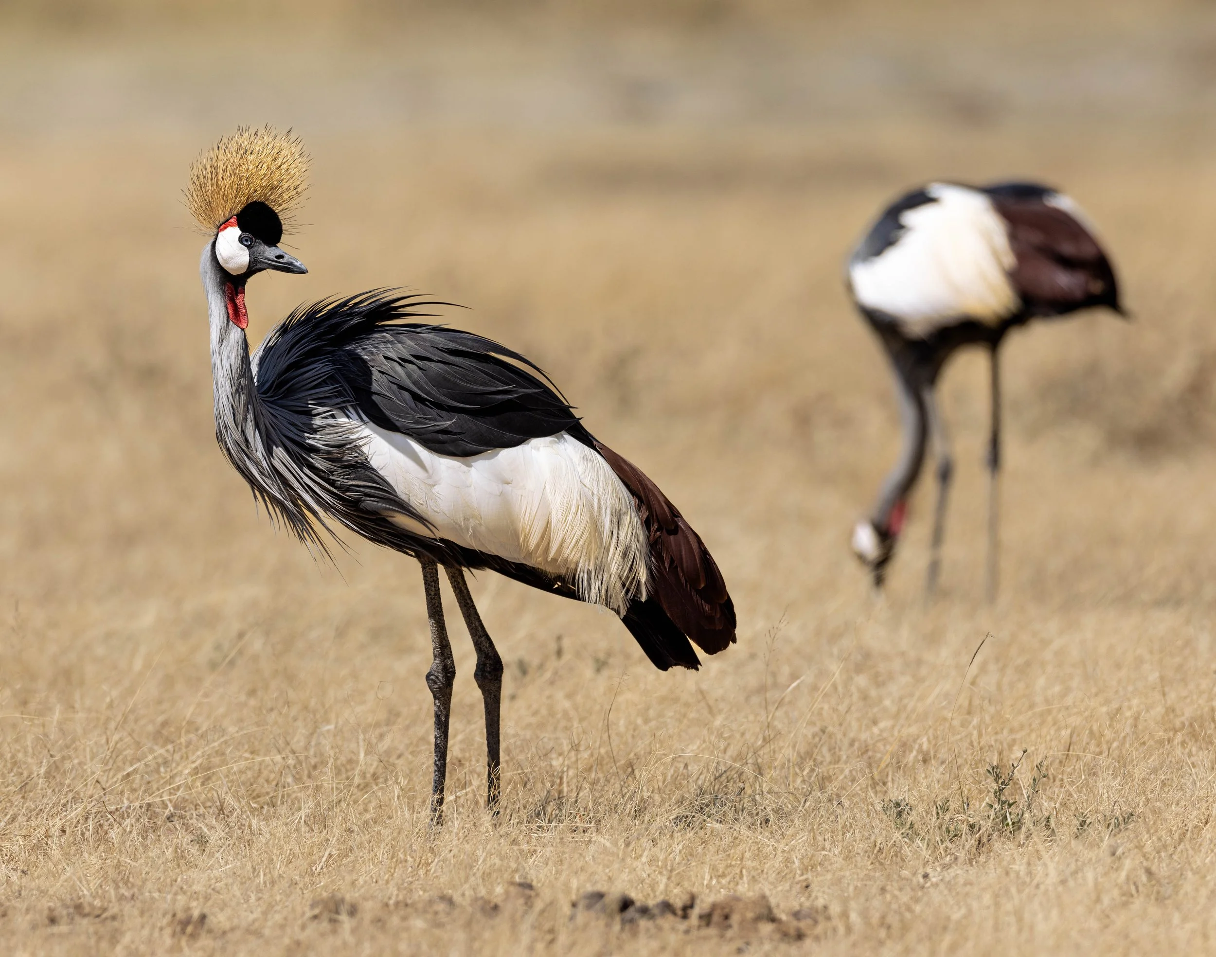 Two red-crowned cranes standing on dry grass.