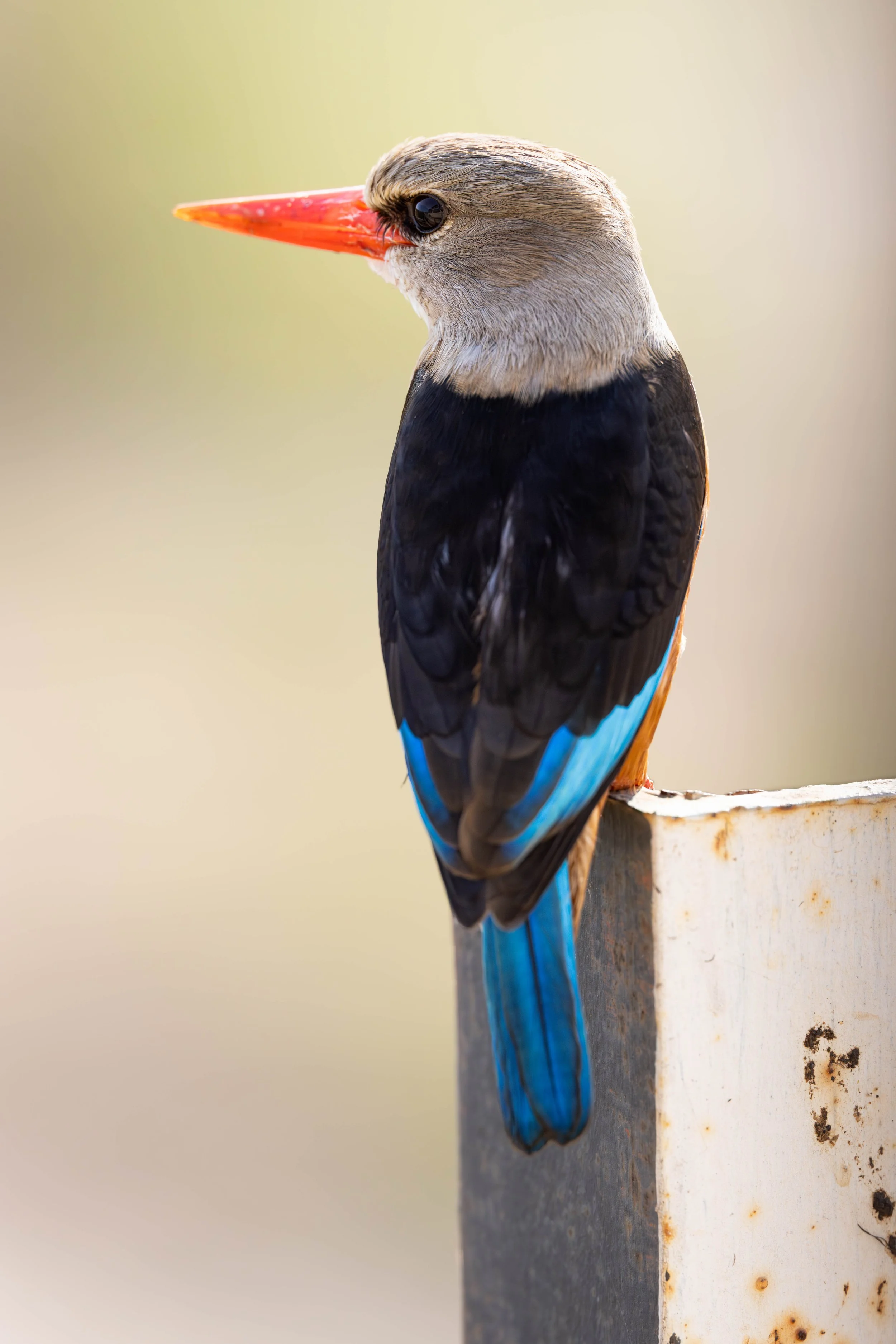 A close-up of a kingfisher bird perched on a rusty metal post, showcasing its colorful feathers, orange beak, and dark eyes.