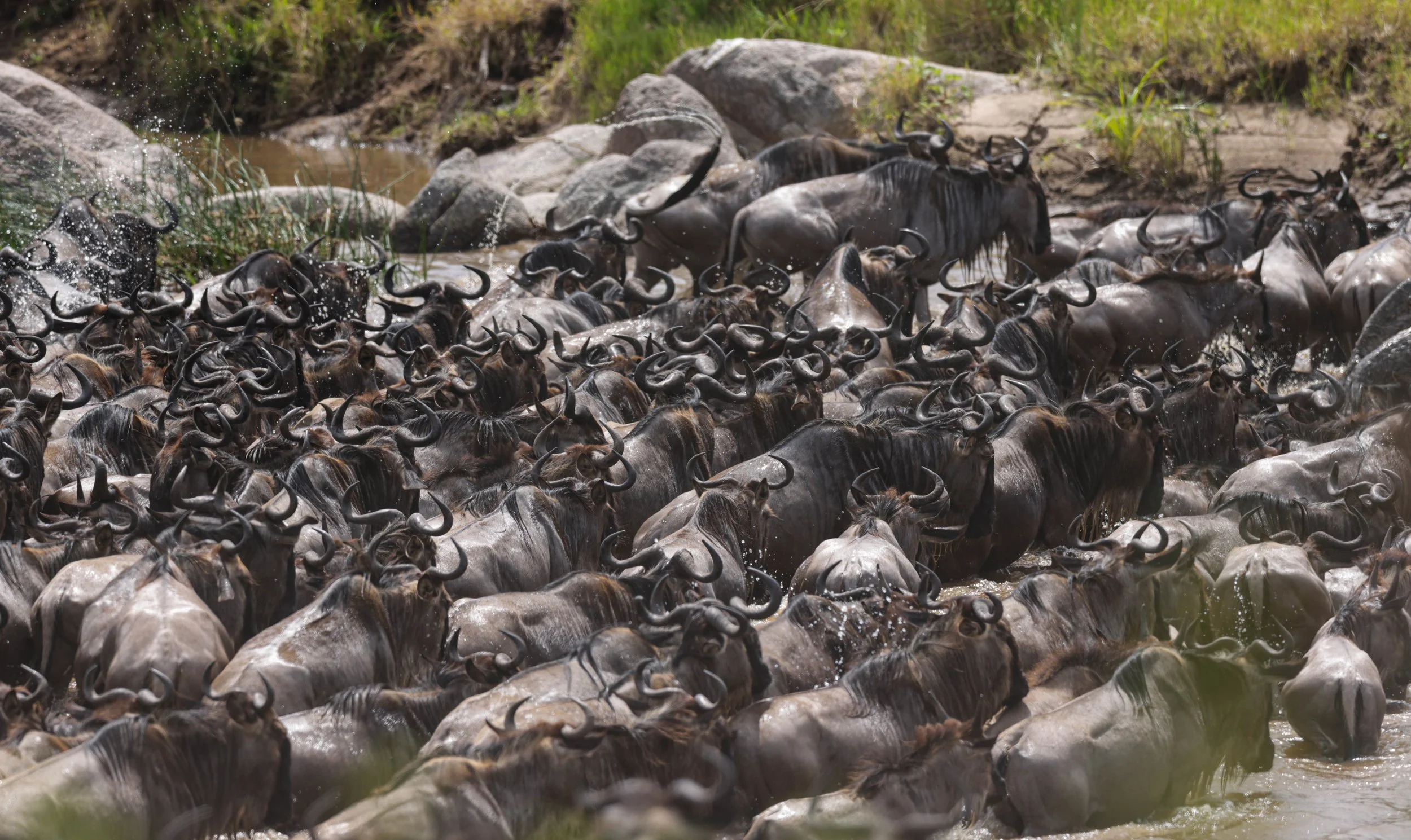 A large herd of wildebeest crossing a shallow river.