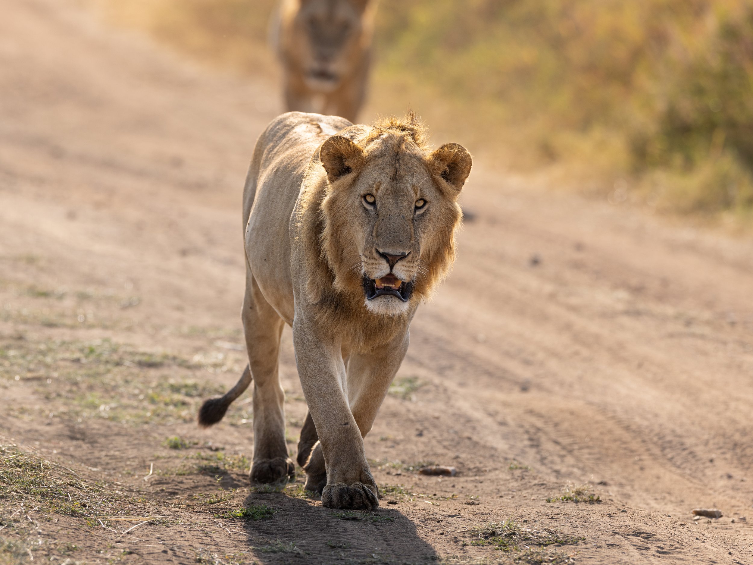 A lion walking on a dirt road with another lion in the background.