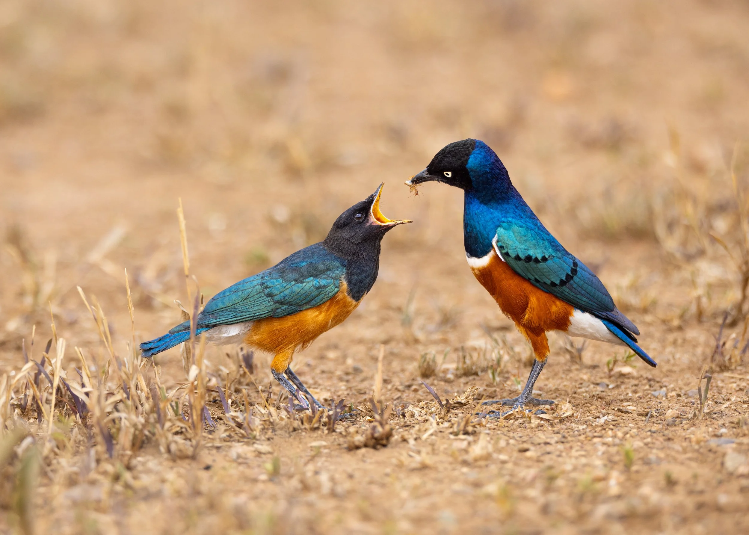 Two colorful birds, one feeding the other on the ground.