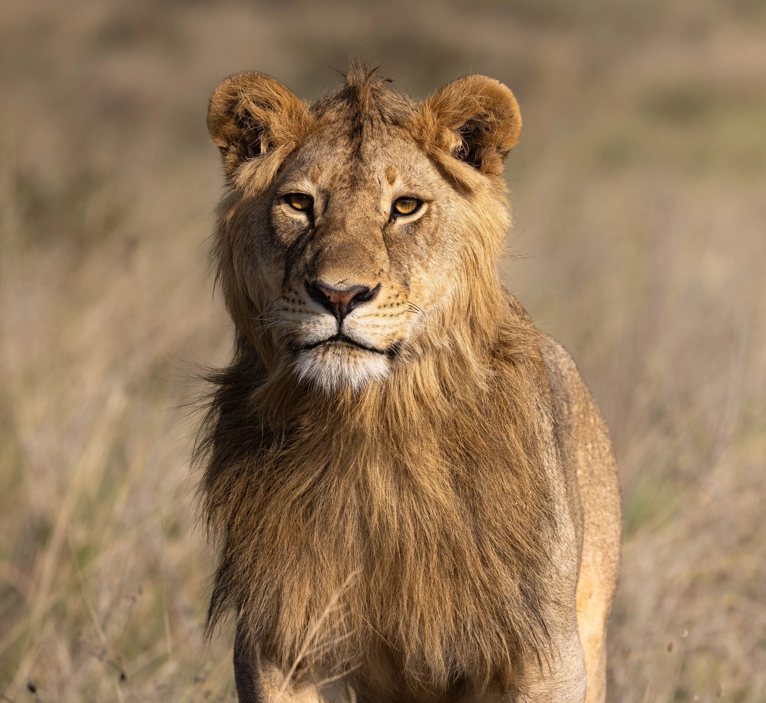 A close-up of a male lion with a golden mane standing in a grassy plain.