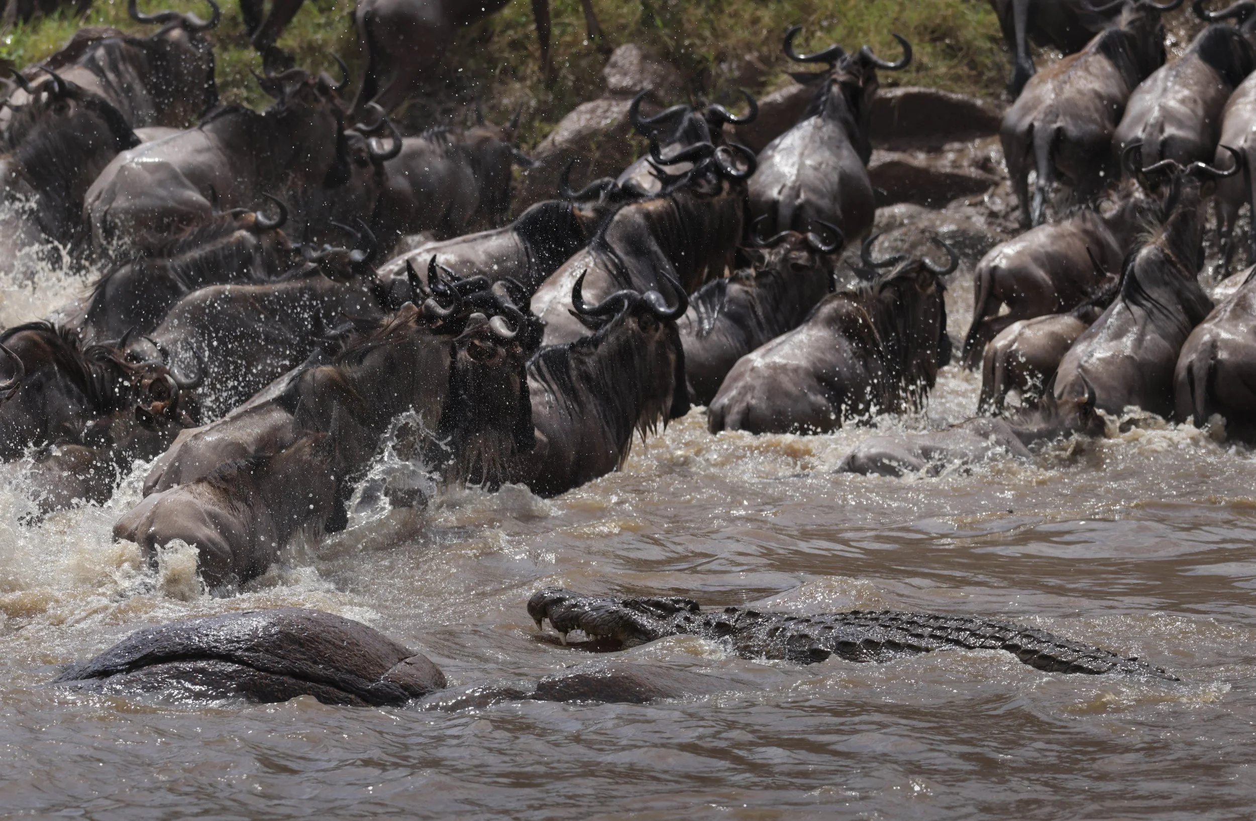 Herd of wildebeest crossing a river with crocodile