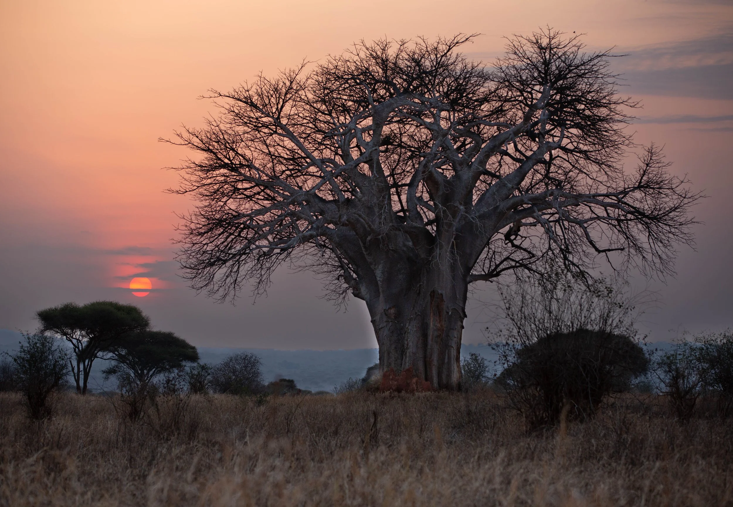 A large, leafless baobab tree stands in a savannah landscape at sunset, with smaller trees and dry grass in the foreground and a colorful sky with the sun near the horizon.