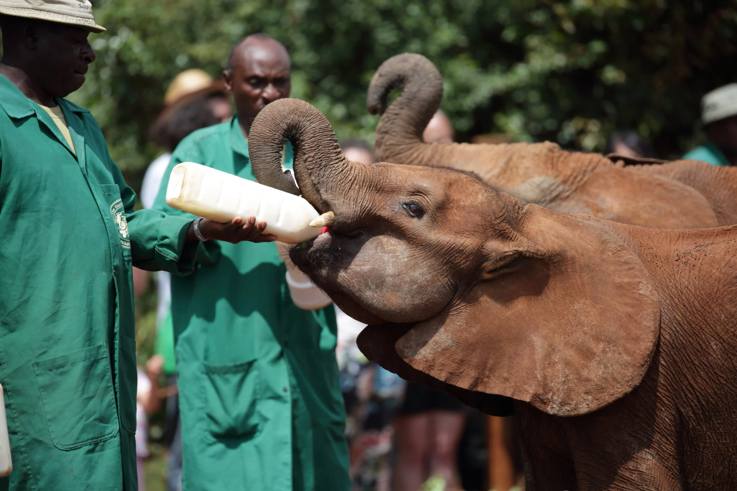 Sheldrick Wildlife Trust volunteer in a green uniform bottle-feeding a young elephant with a bottle, with other elephants and people in the background.