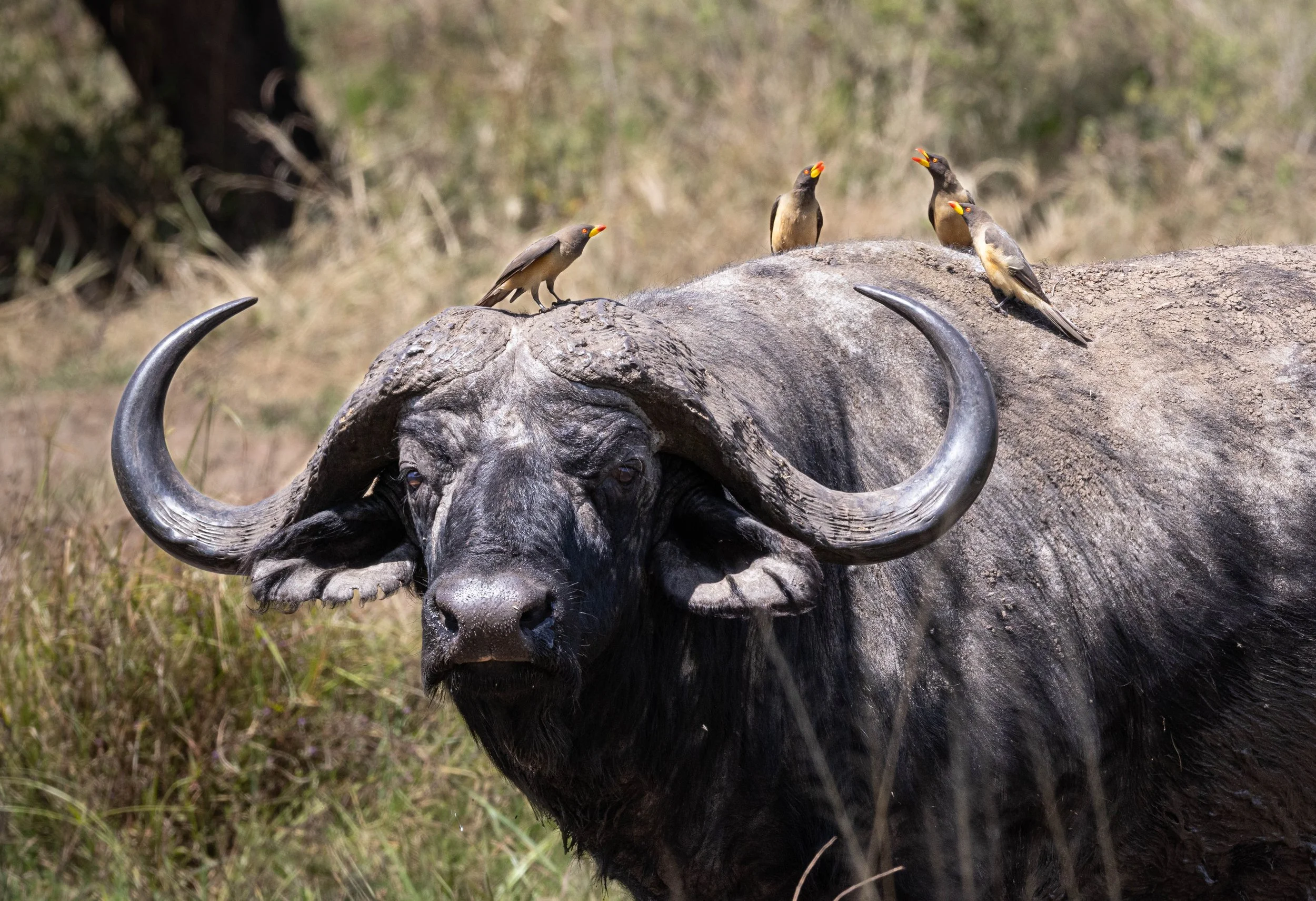 A large African buffalo with dark fur and curved horns, with four yellow-billed oxpeckers on its back.