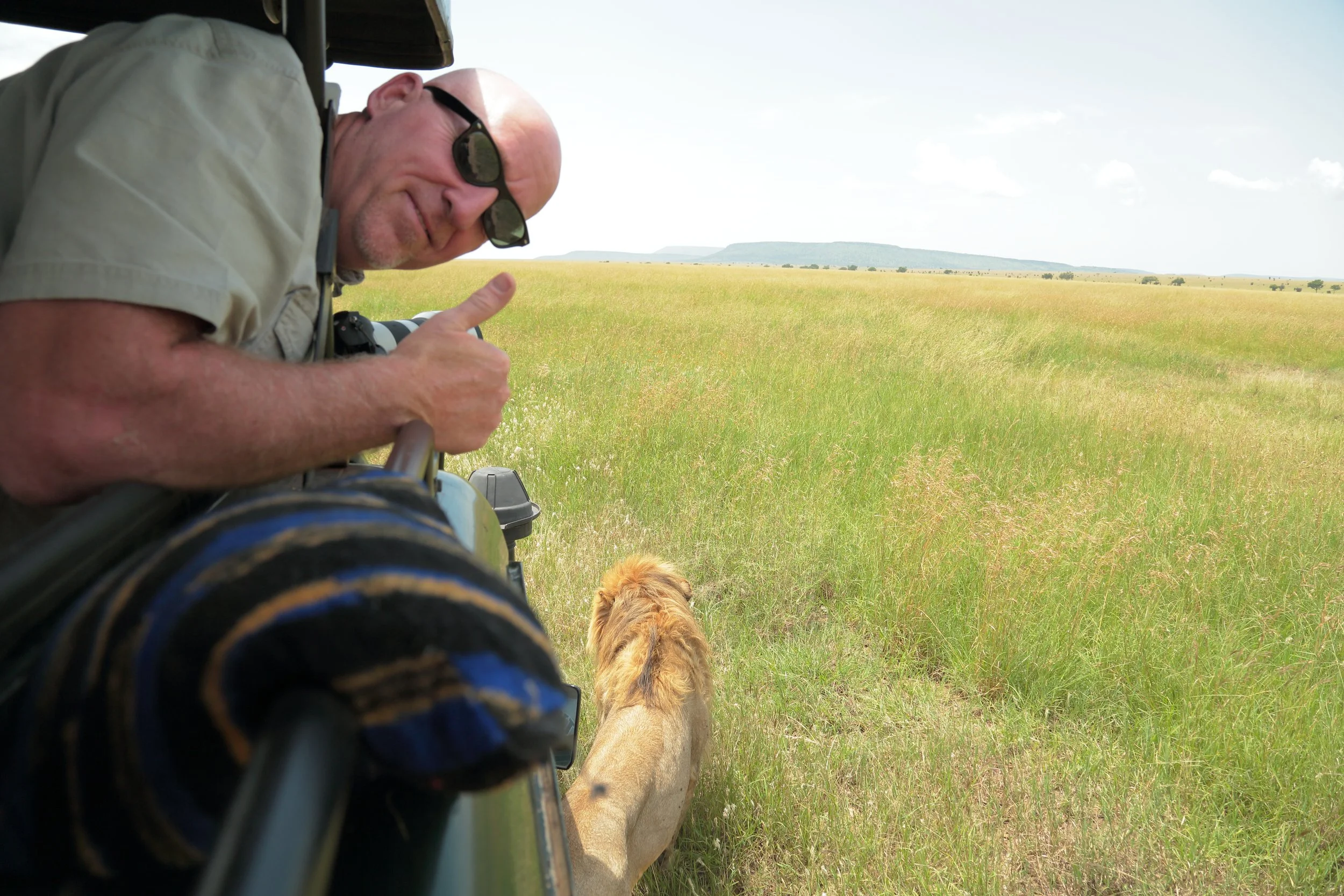 A man in sunglasses gives a thumbs up from an open vehicle window in a grassy plain, with a lion walking nearby.