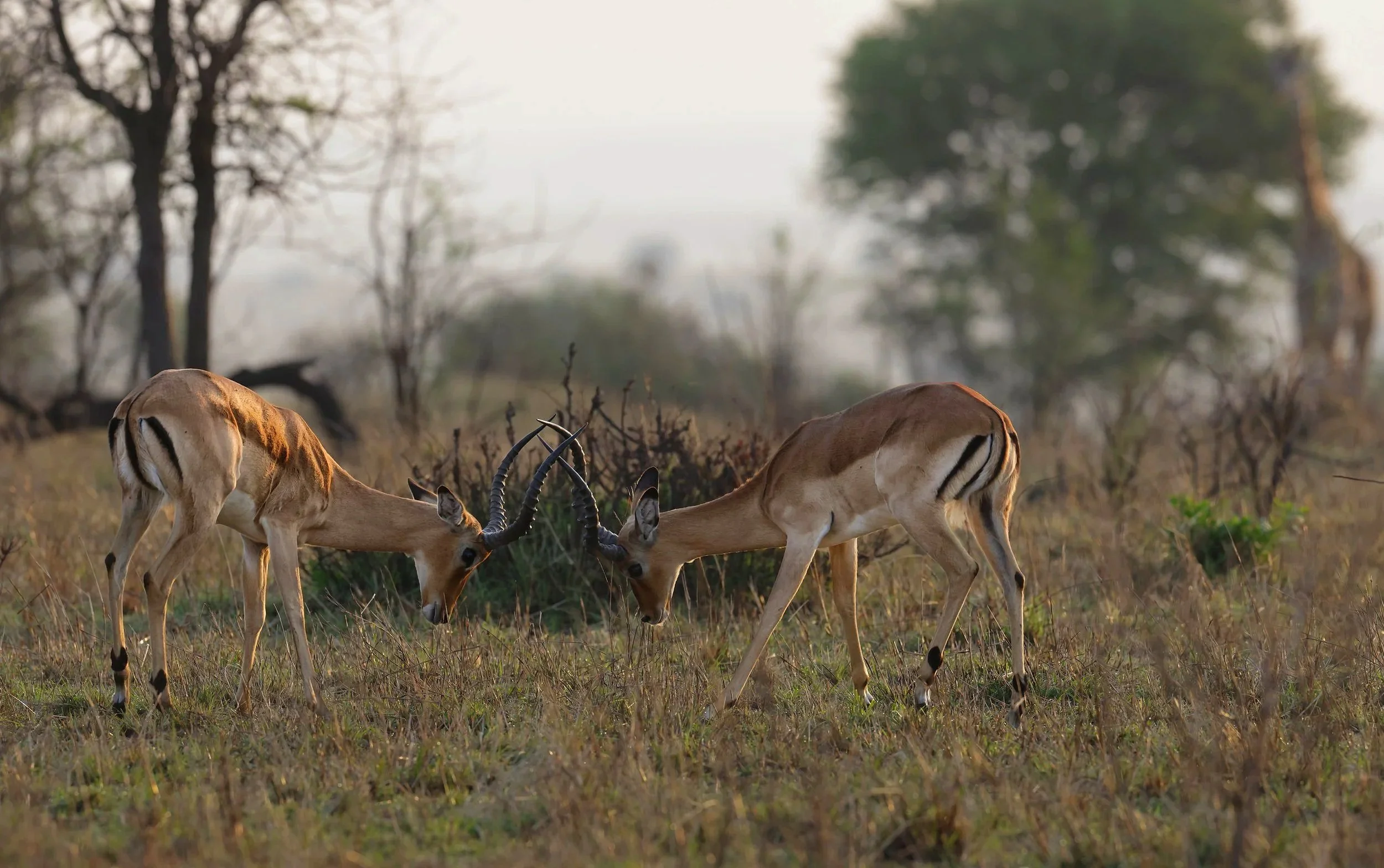 Two gazelles locking horns in a grassy plain during the daytime.