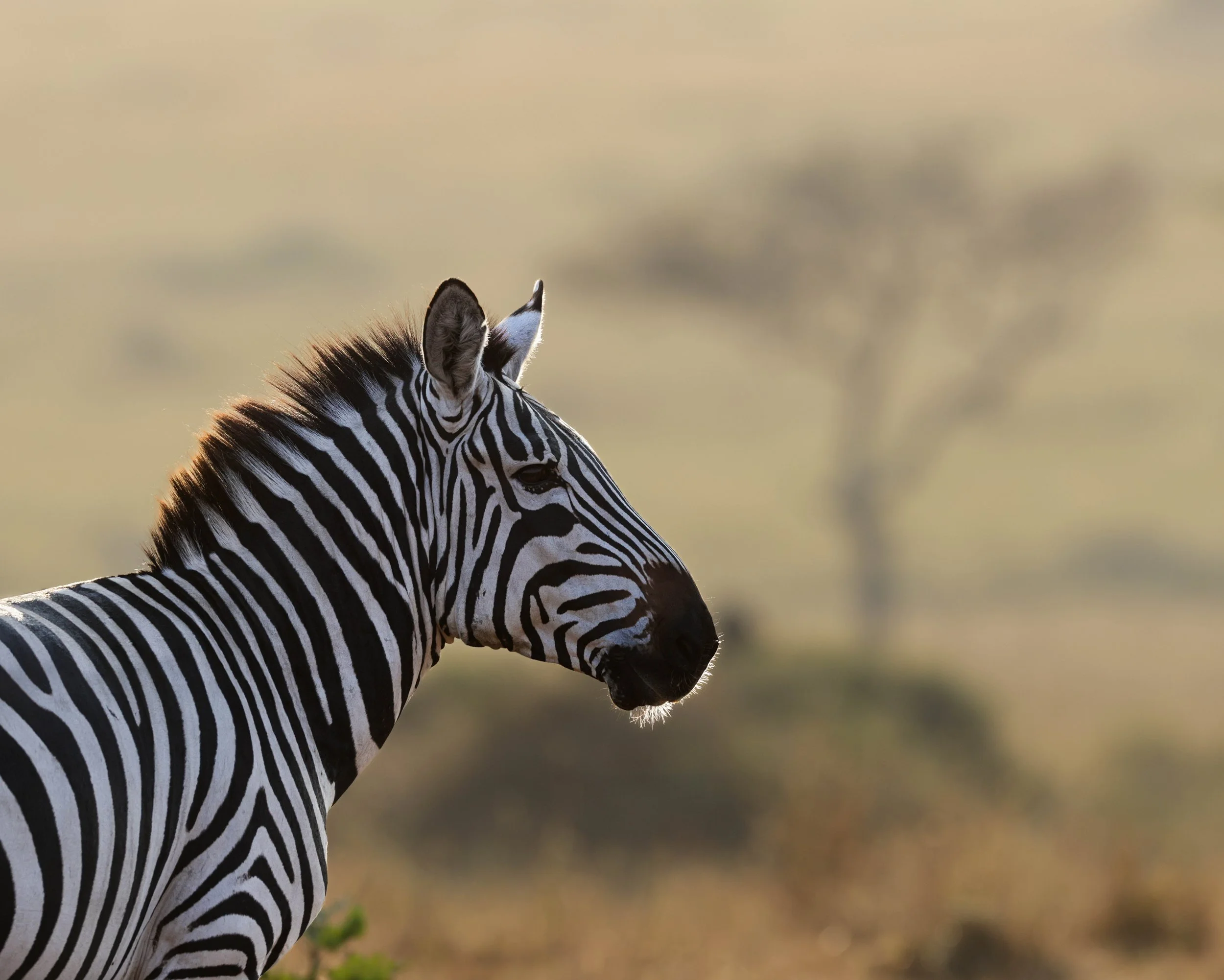 A zebra standing in a savannah landscape with a blurred background of trees and grass.