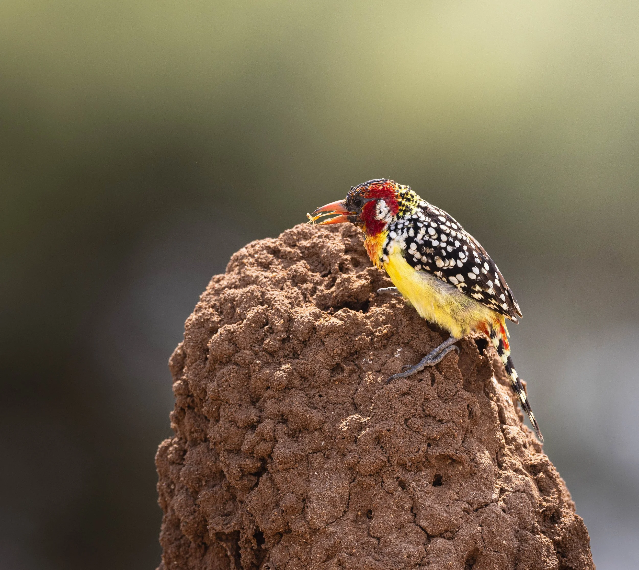 Colorful bird with red, yellow, black, and white feathers perched on a mound of dirt, eating a small insect.