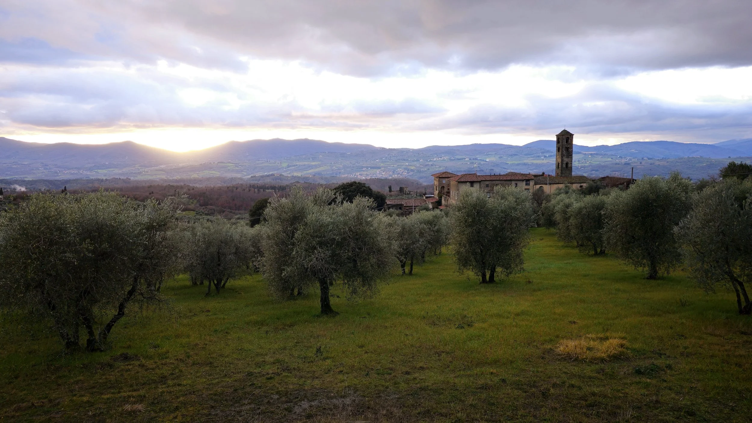 Tuscan Sunset Across Olive Orchards with Bell Tower
