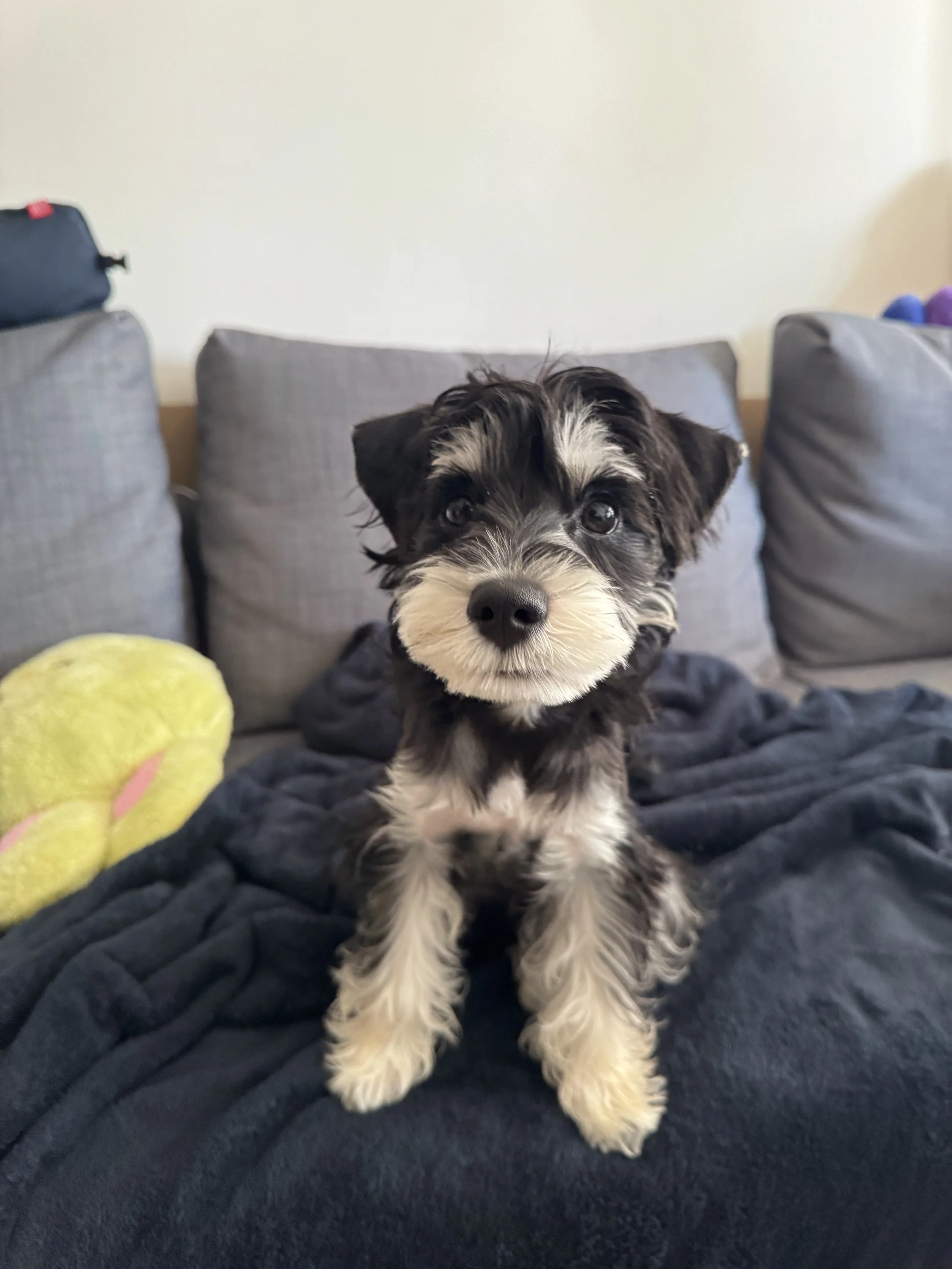 Maison Hunny healthy human grade pet treats for dogs and cats