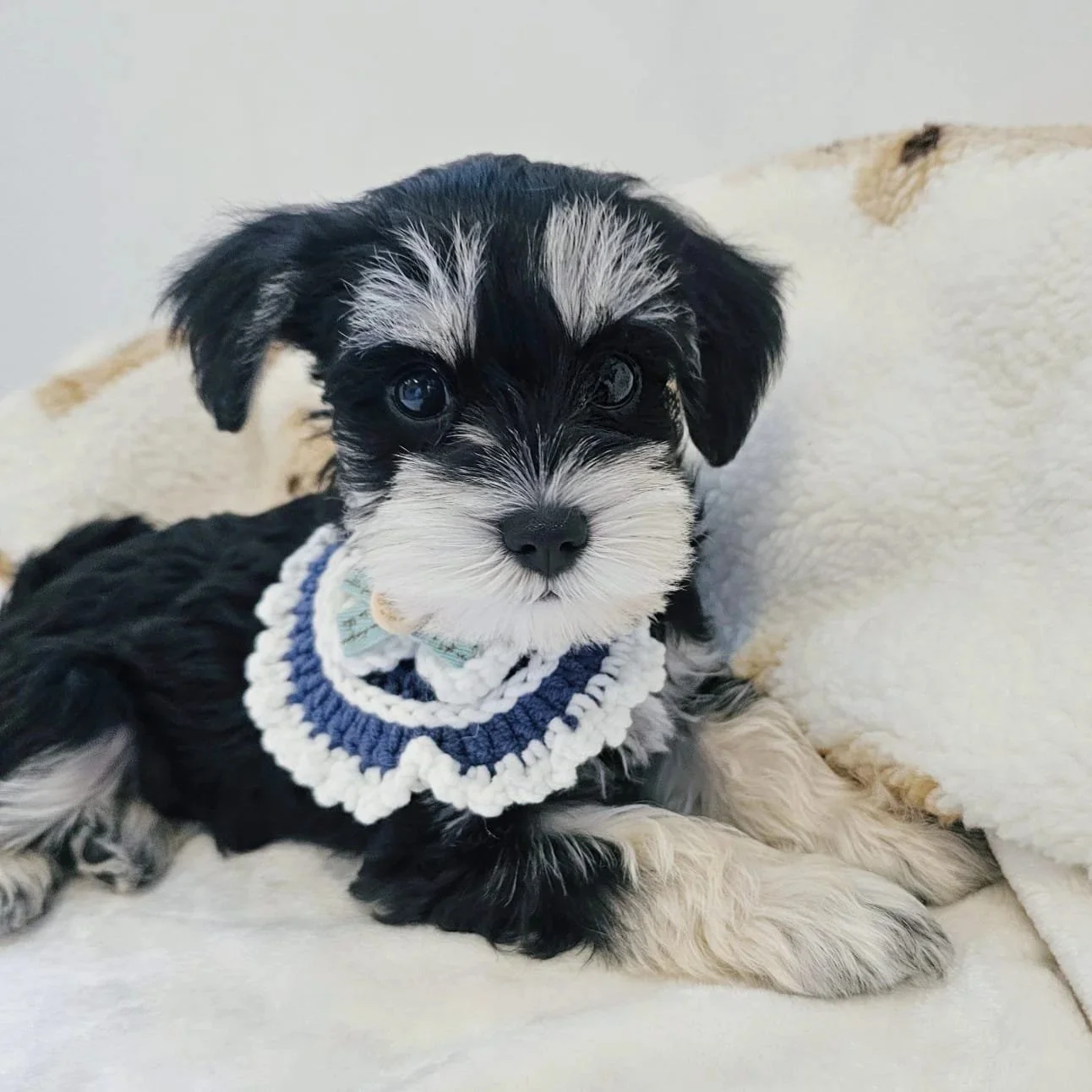 Maison Hunny healthy human grade pet treats for dogs and cats