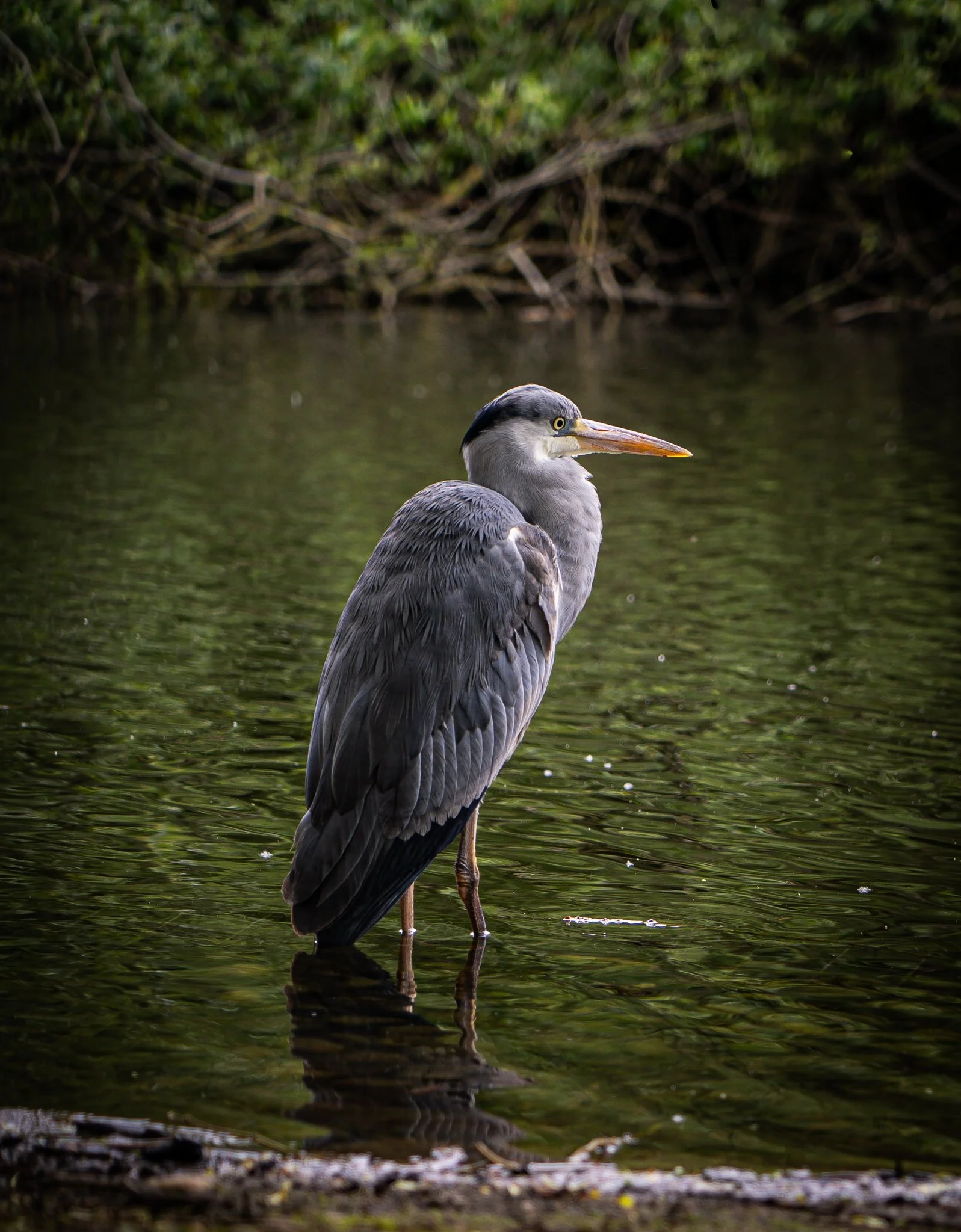 Grey Heron by the Water