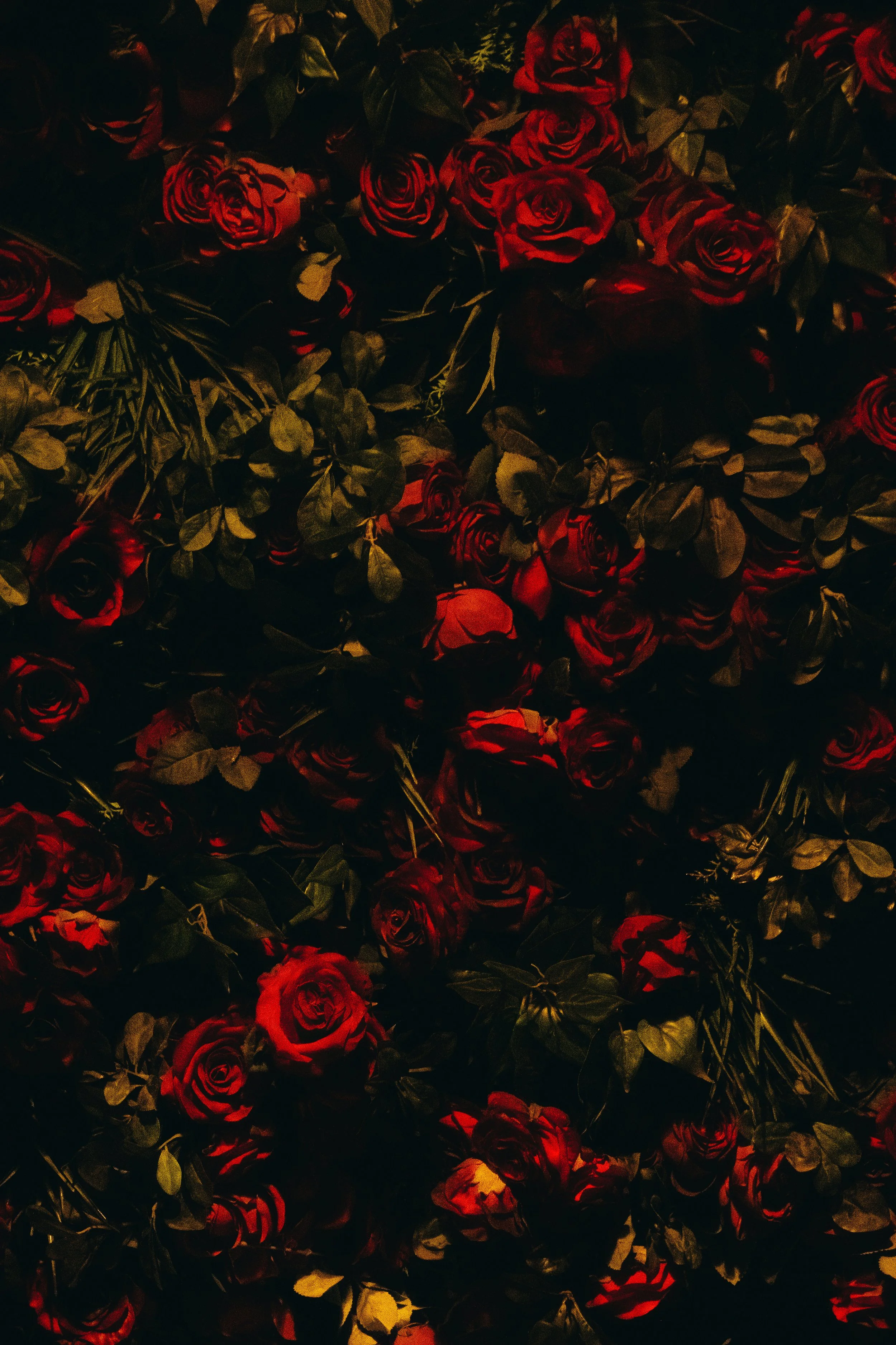 A dense arrangement of dark red roses and green leaves, with some stem and foliage details visible.