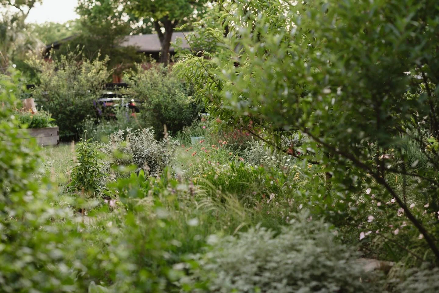A good portion of my plants aren&rsquo;t on irrigation, and at the moment it&rsquo;s hard for me to think it was ever this green out there!