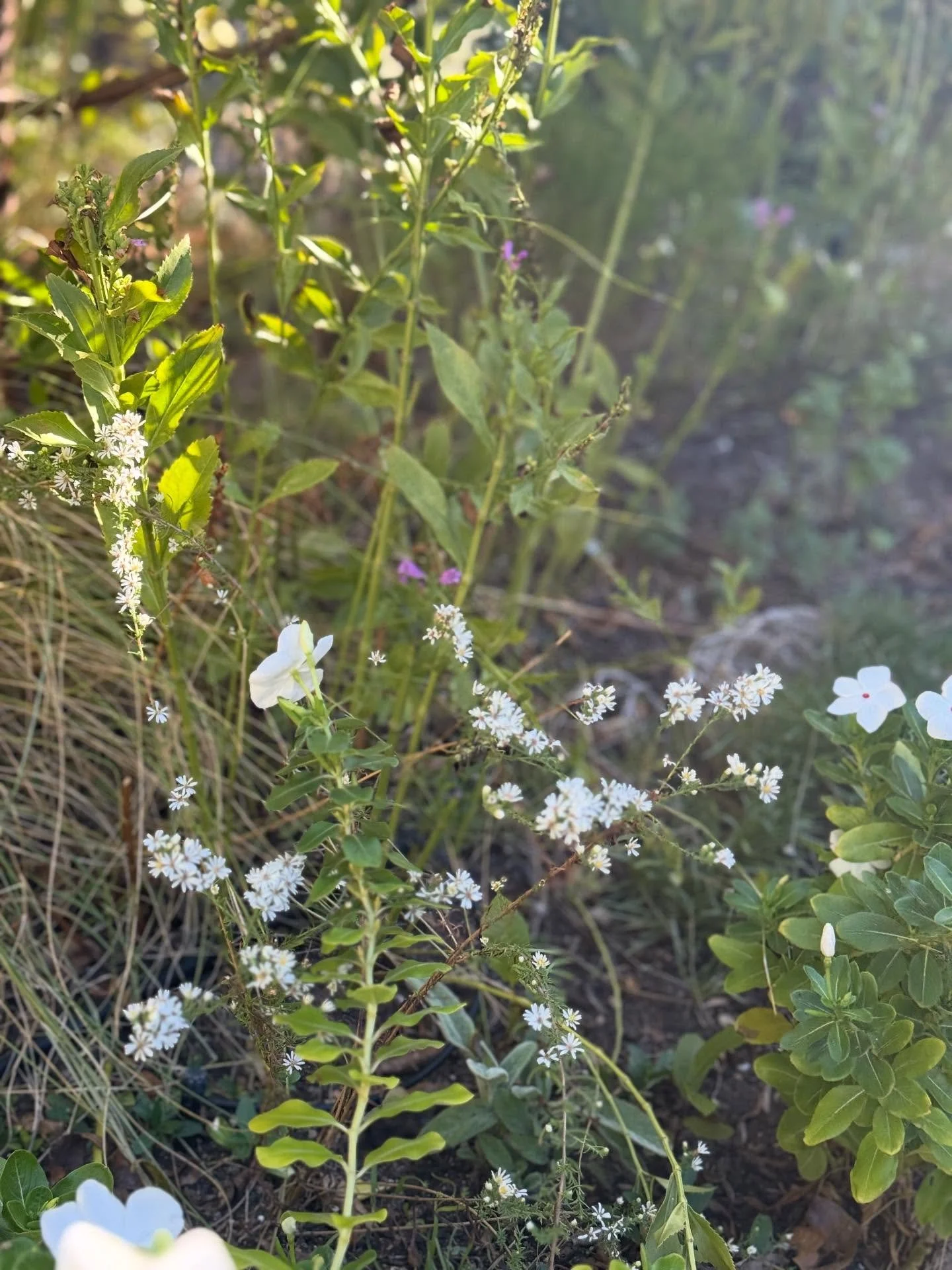 I knew I planted heath aster somewhere around here and then all of a sudden, there it is!