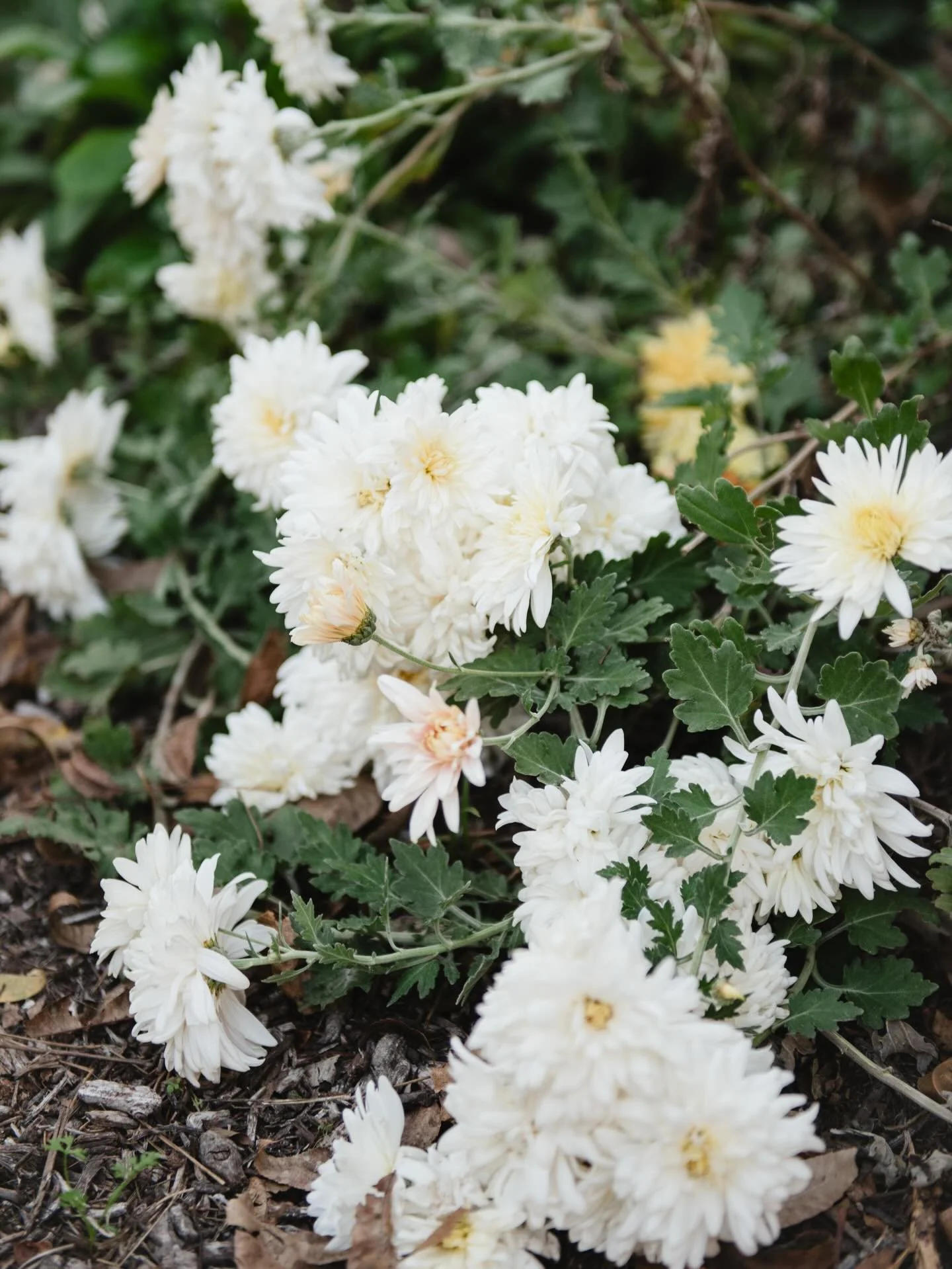 I missed fall in my garden this year because of&hellip; life. But it seemed to hang on pretty late this year, and here&rsquo;s a bit from the last couple of weeks!