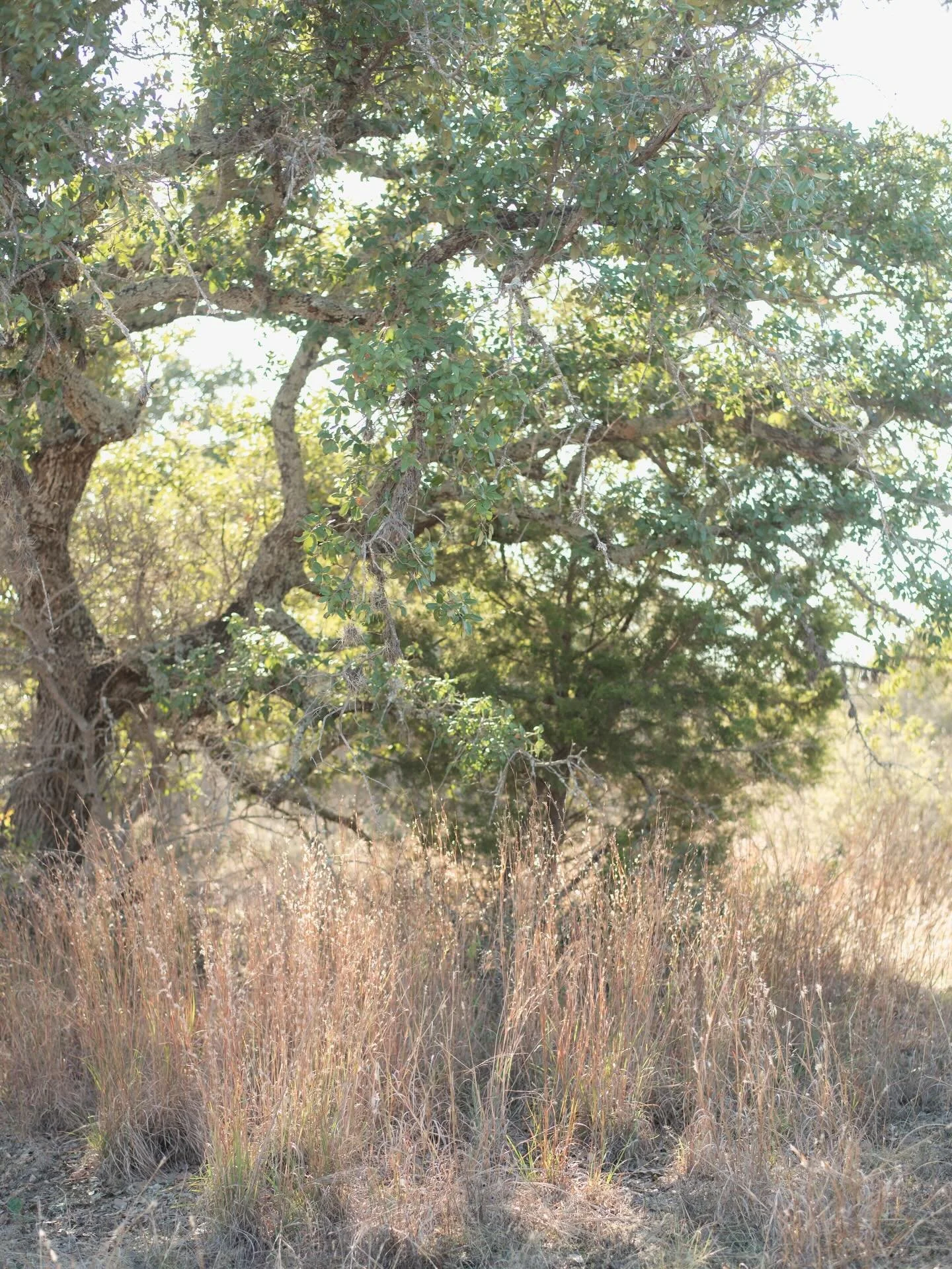 Enchanted Rock midday on a hot winter&rsquo;s day + all the grasses that distracted me on the way back down. #hikeaustin #hikingtexas