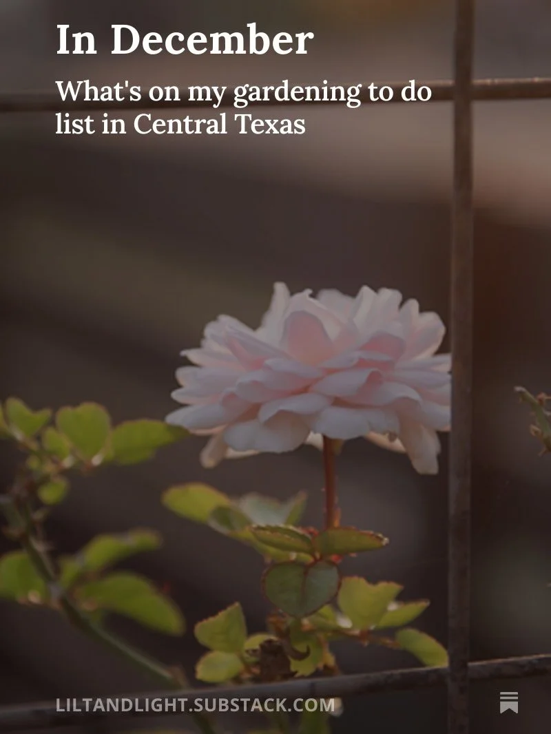 A few pictures and to do items for late December in my #atxgarden. Substack link in profile. 💫