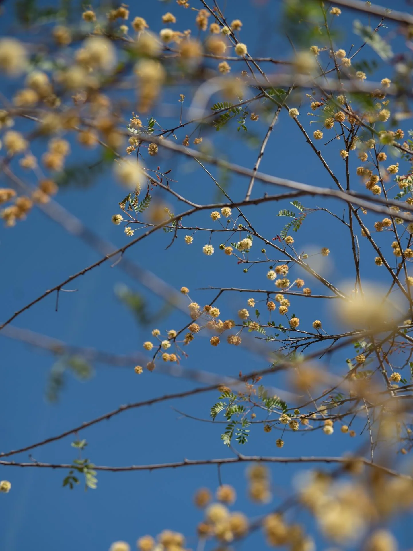 New spring obsession: finding sweet acacia in bloom 🌟 It may not be a big wildflower year, but the trees this year have not disappointed!