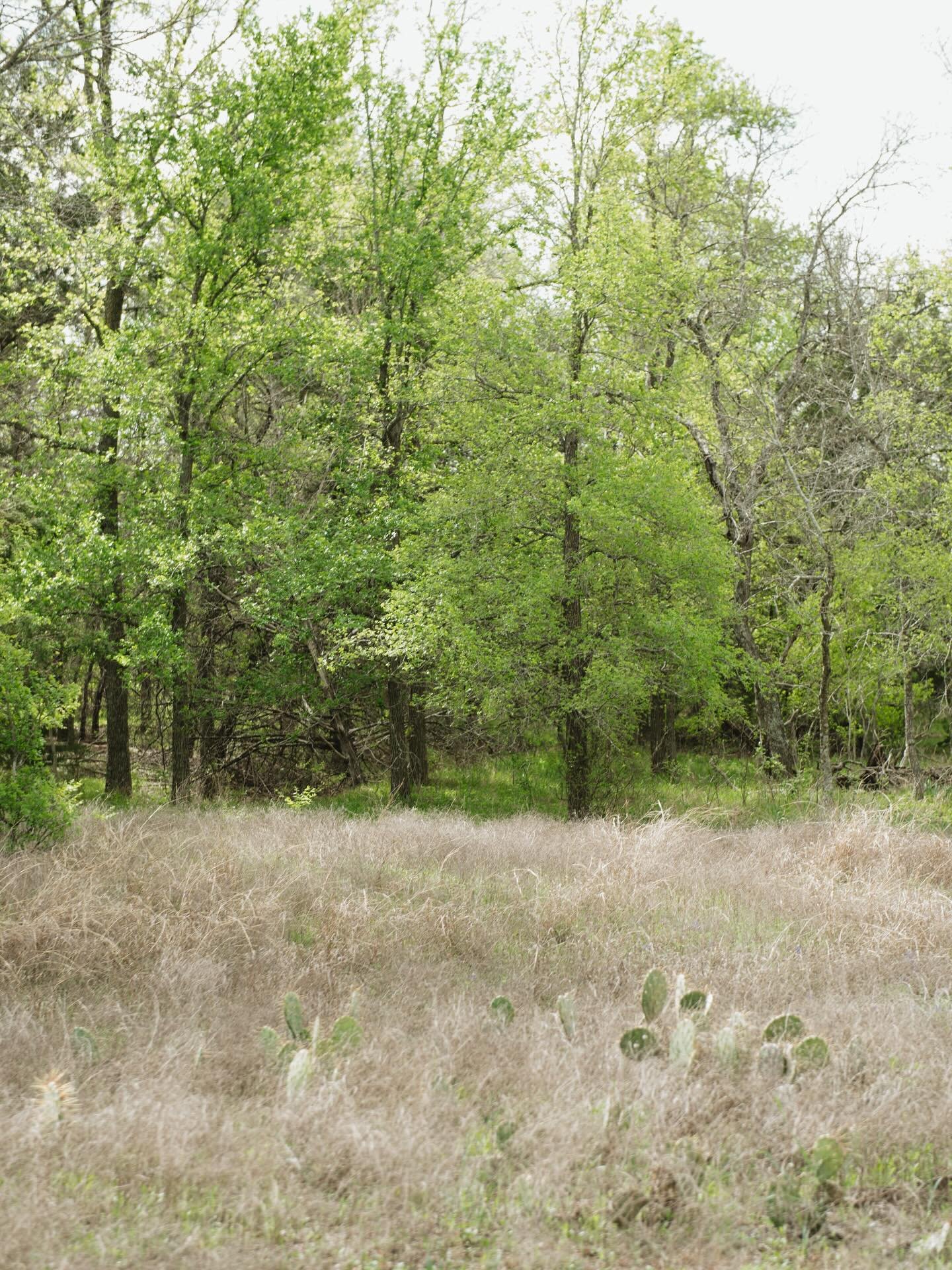 Sadly not pictured here are many new-to-me natives like roughstem rosinweed, hog plum, noseburn, and rabbit tobacco. I would like to know who makes up the common plant names in Texas! Thank you @npsot.austin for another great plant walk!