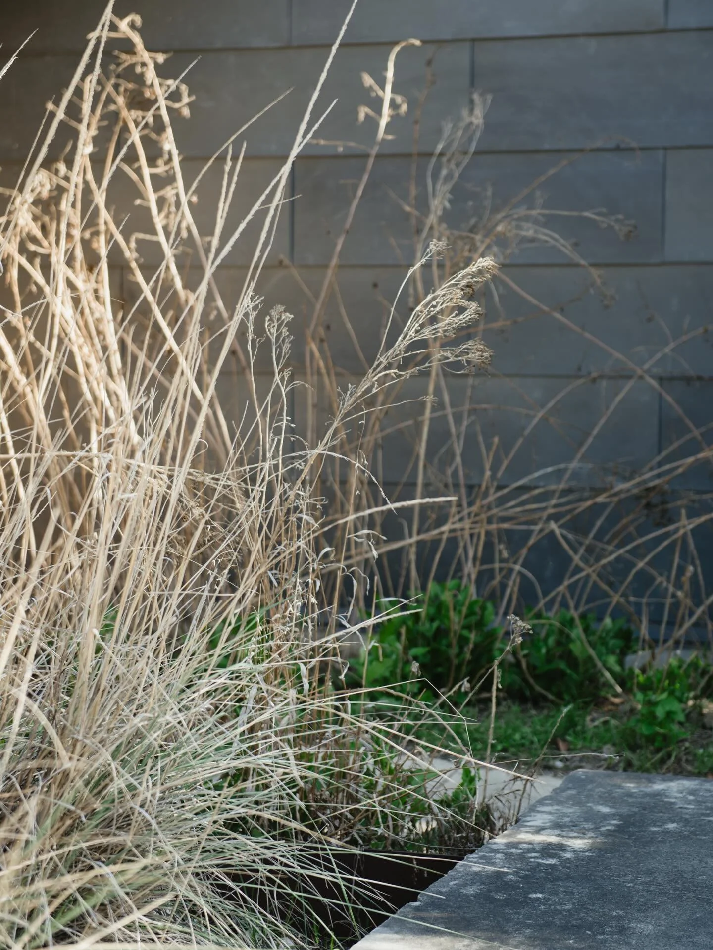 This has been on my list for years and finally visited last month. I&rsquo;m hoping to photograph it again after spring rains this month 🤞🏻 It really is magical what a prairie does after just one good rain, and we&rsquo;ve had several since these w