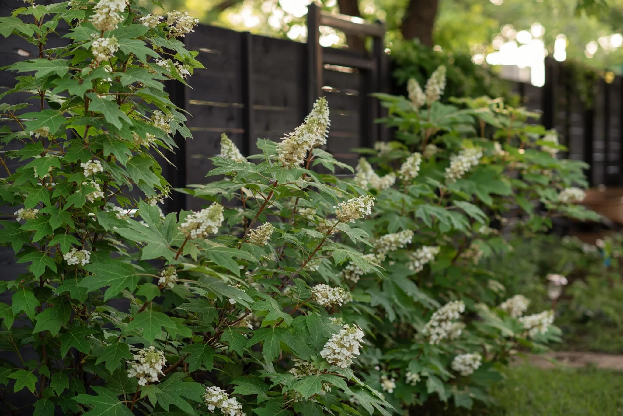There are some well adapted plants in Texas worth celebrating. These three might be my favorites!