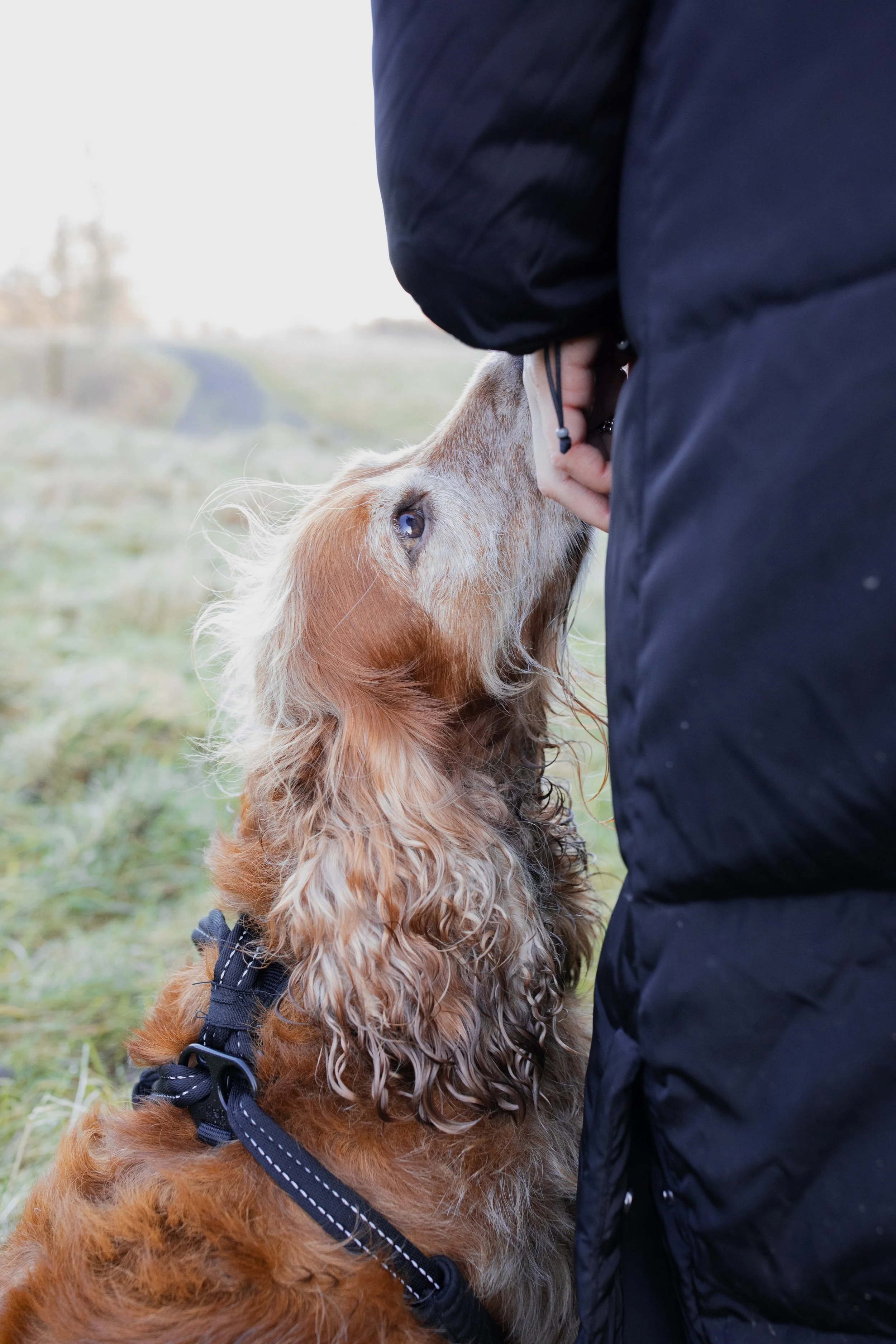A person wearing a black jacket standing outdoors with a brown spaniel dog, which is sniffing or nuzzling the person's hand. Dog walk