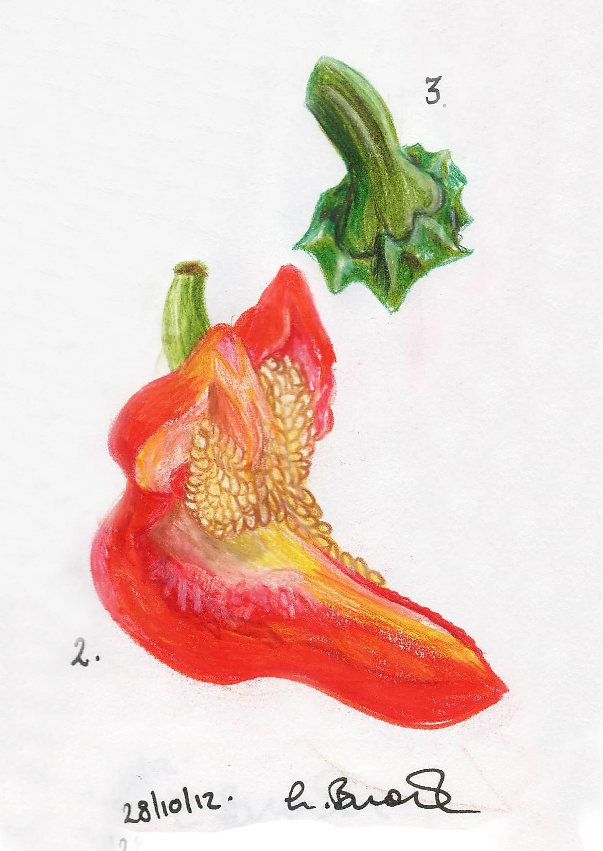 2012 - from my Illustration course in BCFE. This was a challenge to draw a fruit or vegetable in a different artistic style each time. This was in the style of botanical illustration.