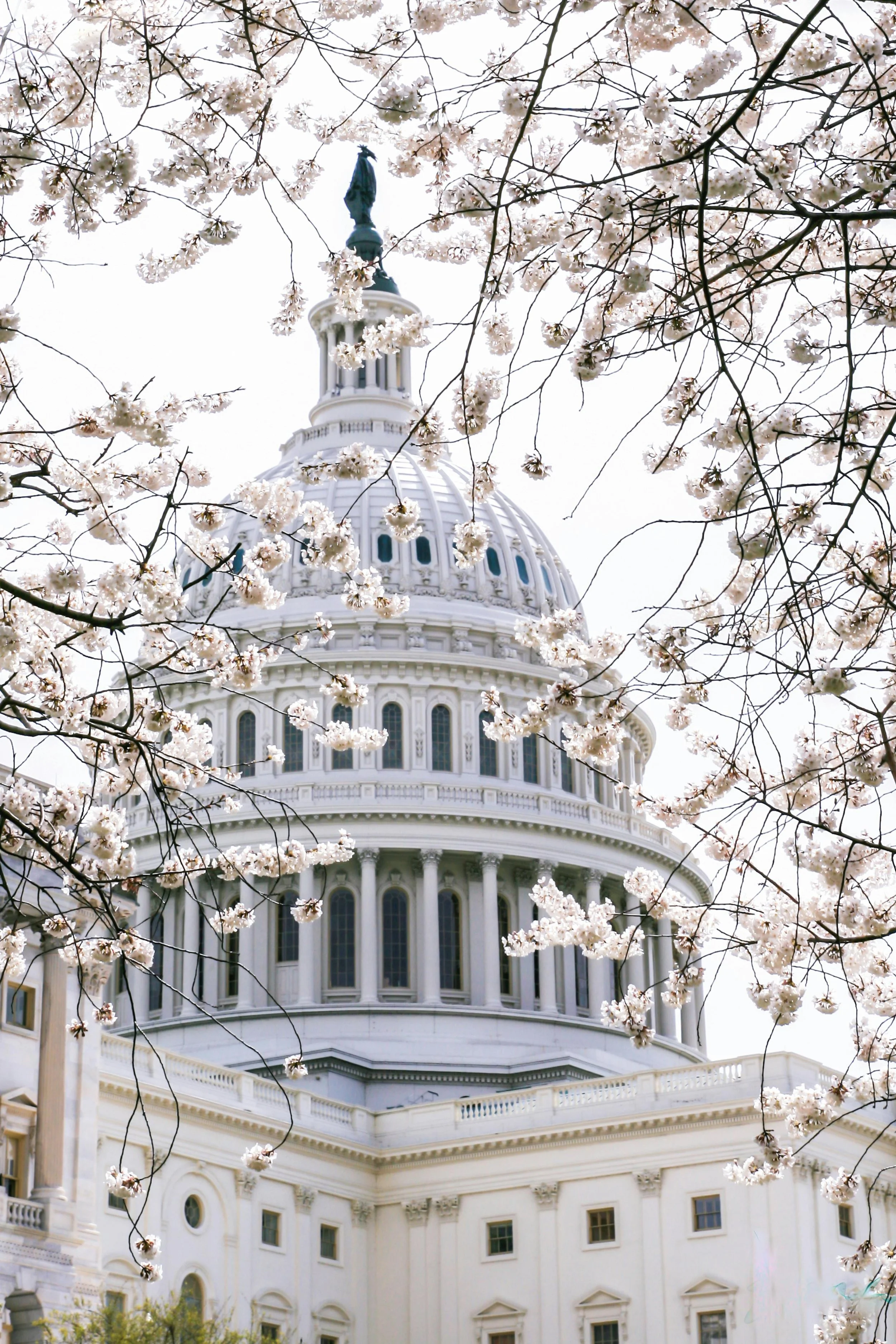 The United States Capitol building partially framed by blooming cherry blossom branches.