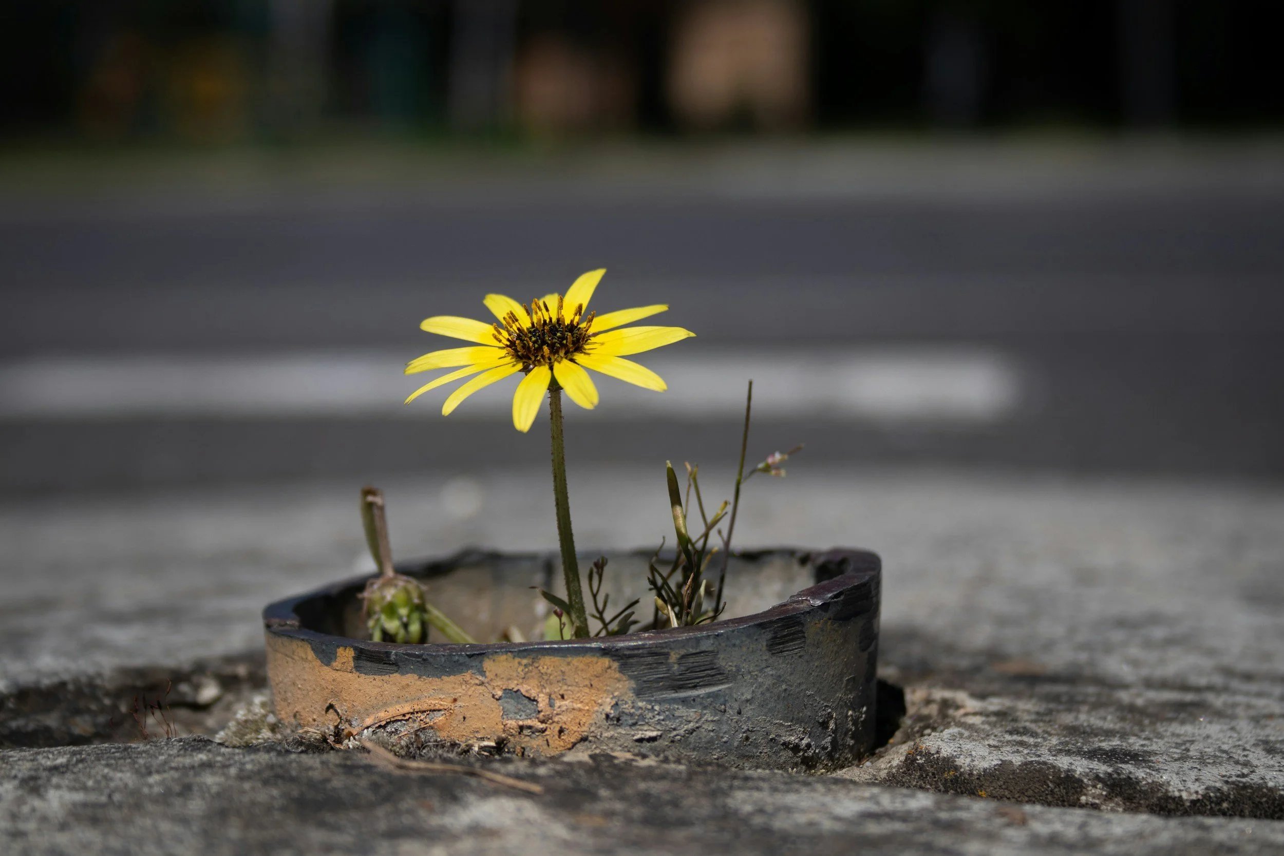 You Can Bloom Where You Were Buried