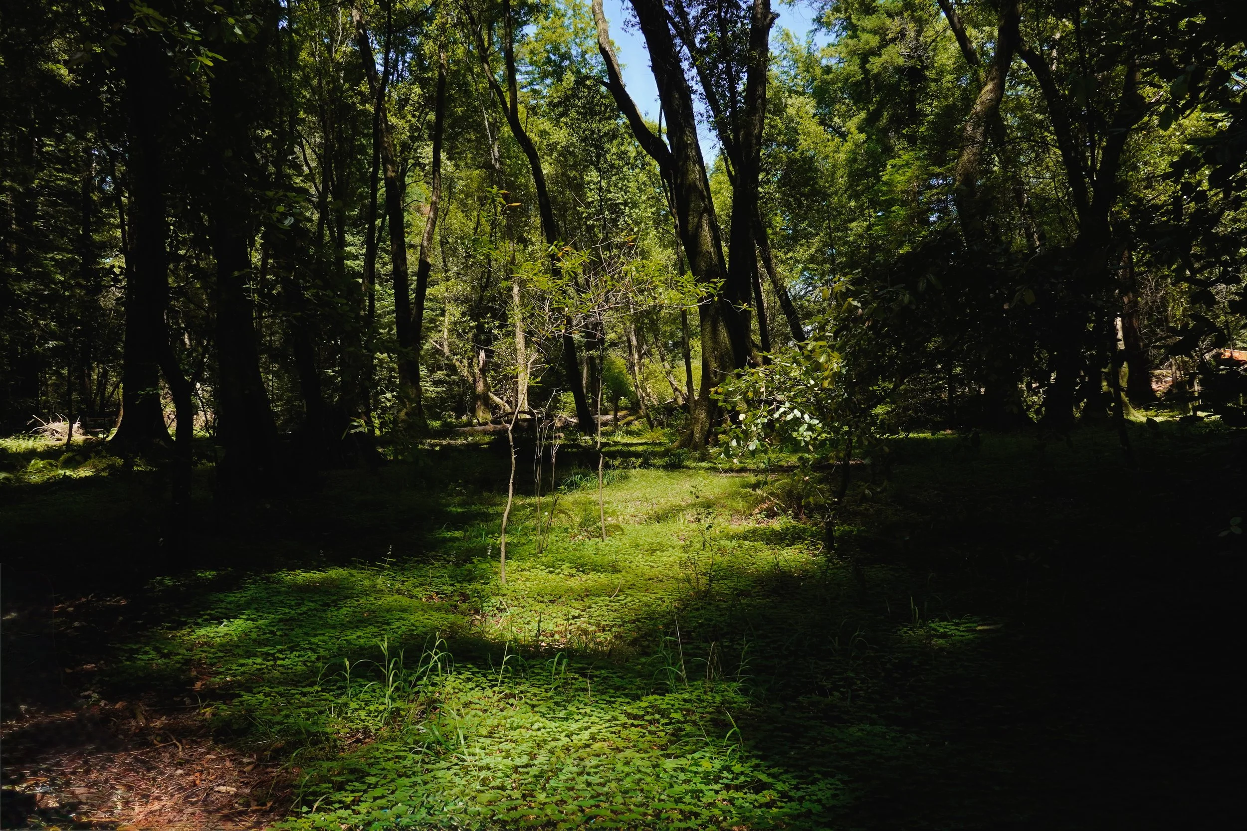 _DSC3648.jpeg