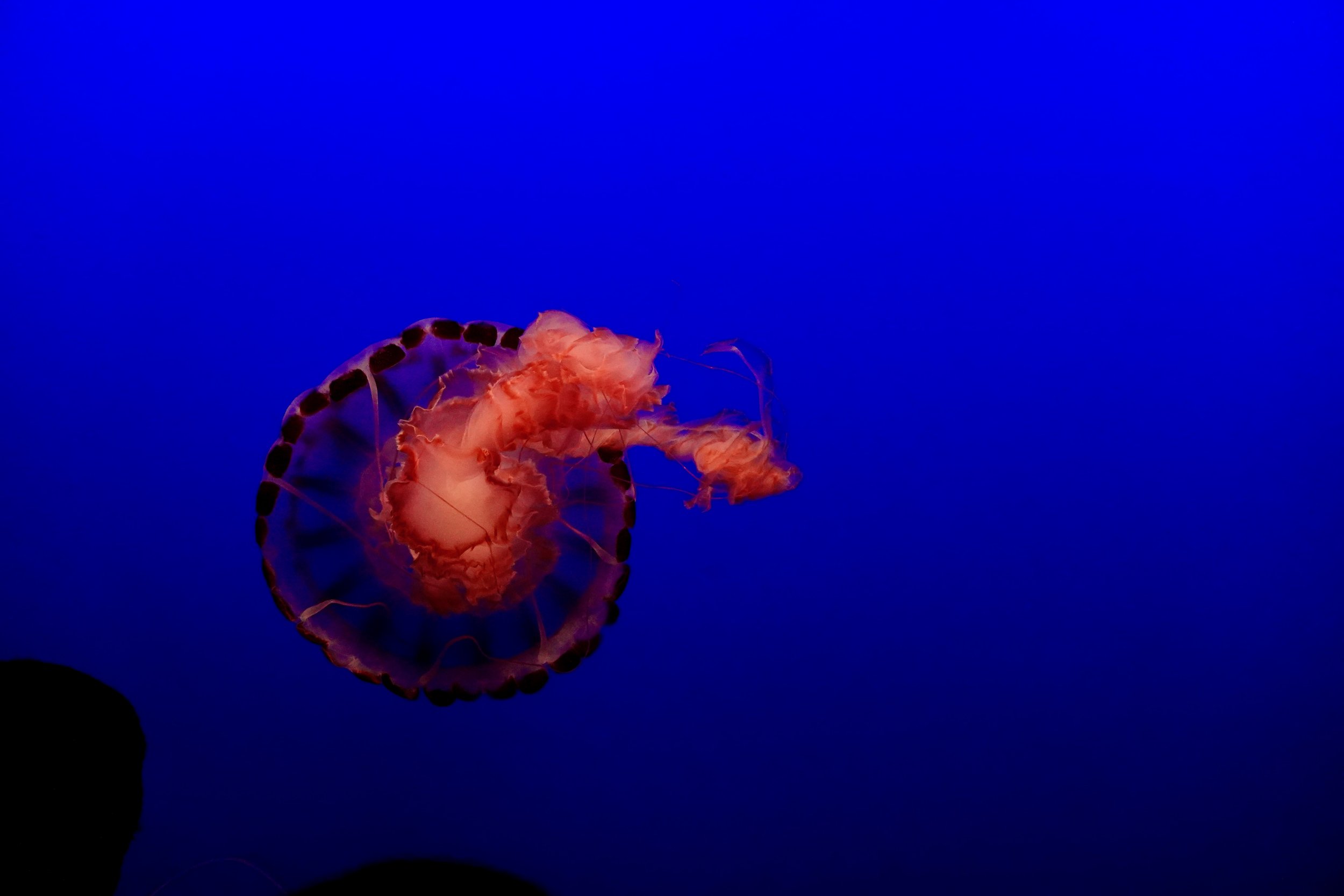 _DSC3726.jpeg