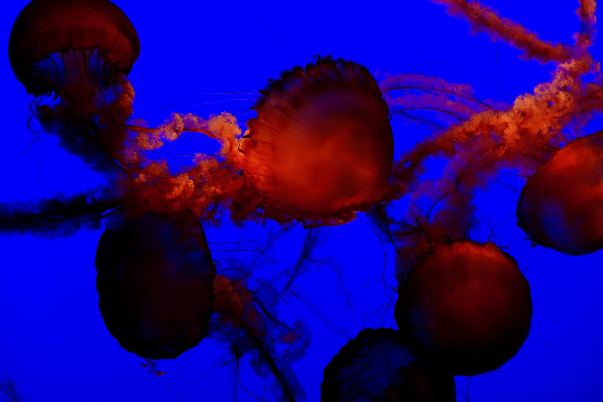 _DSC3743.jpeg