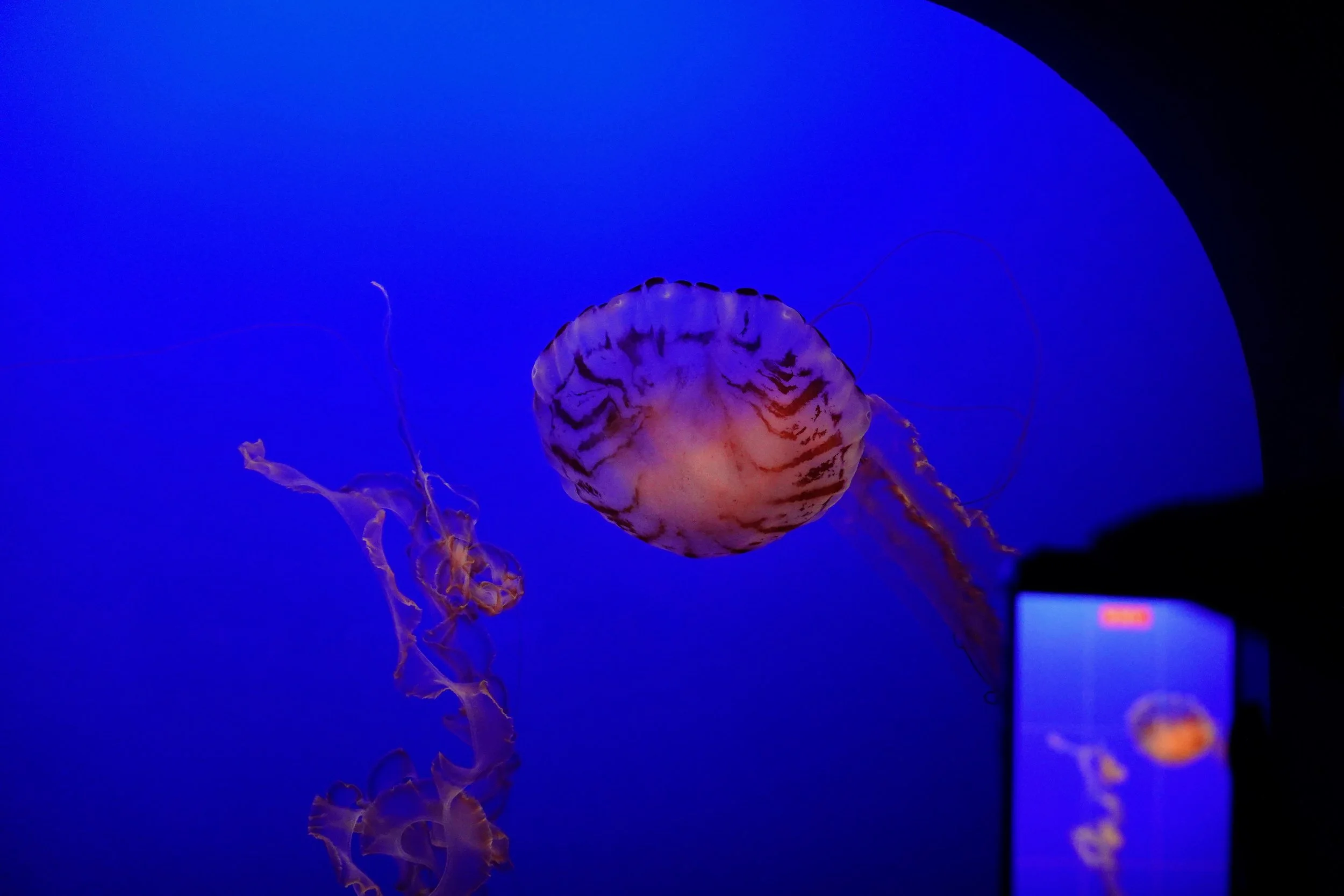 _DSC3724.jpeg