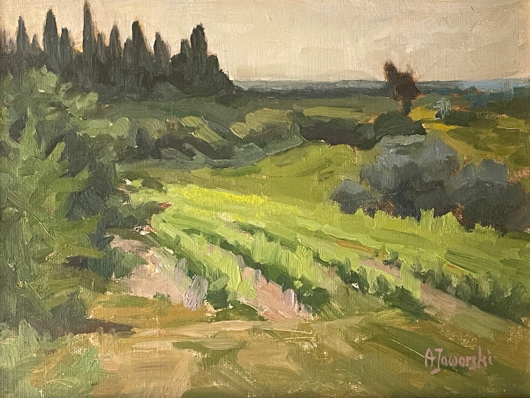Vineyards in Provence.jpg