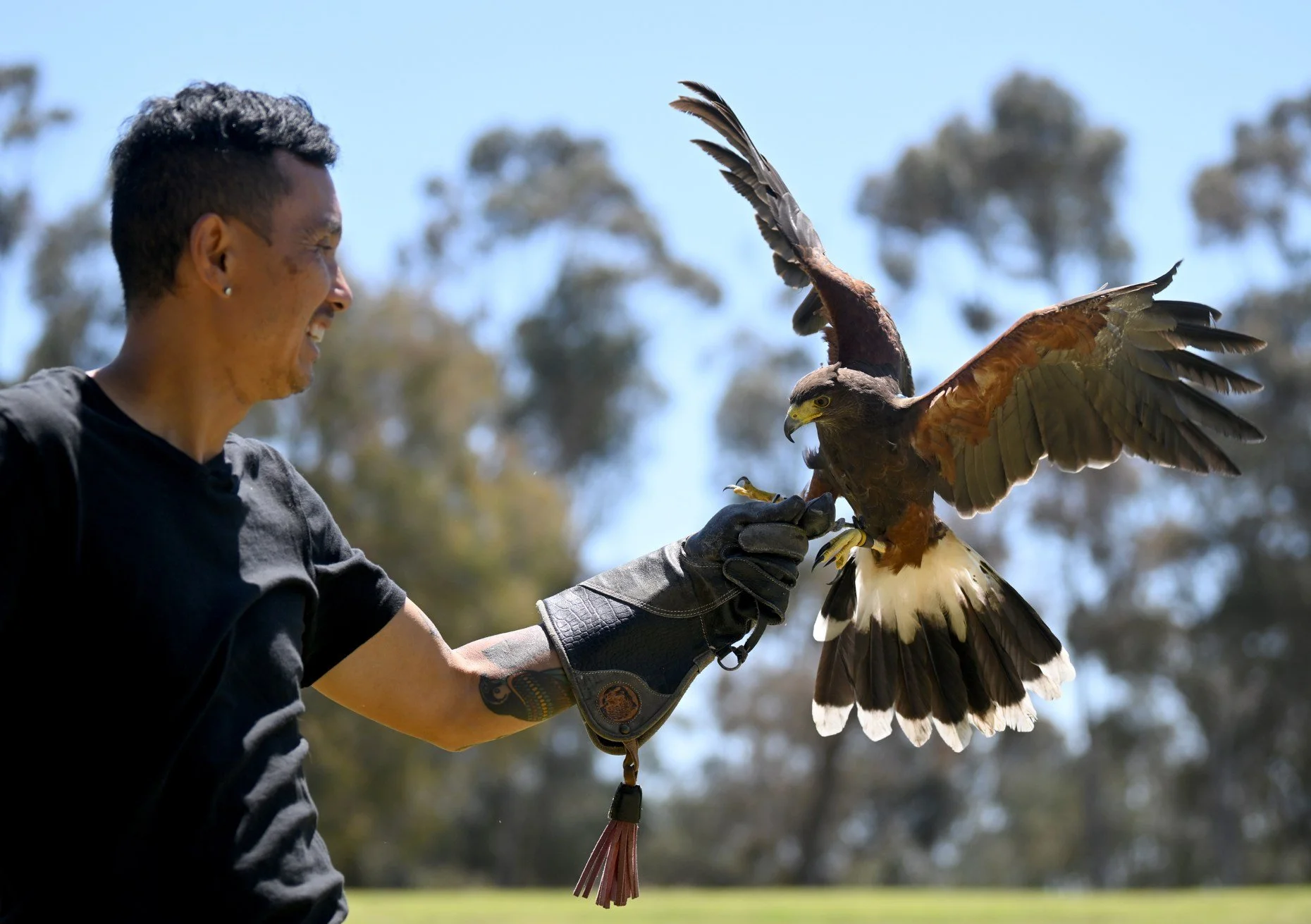Learn how birds of prey are used in falconry and conservation stories