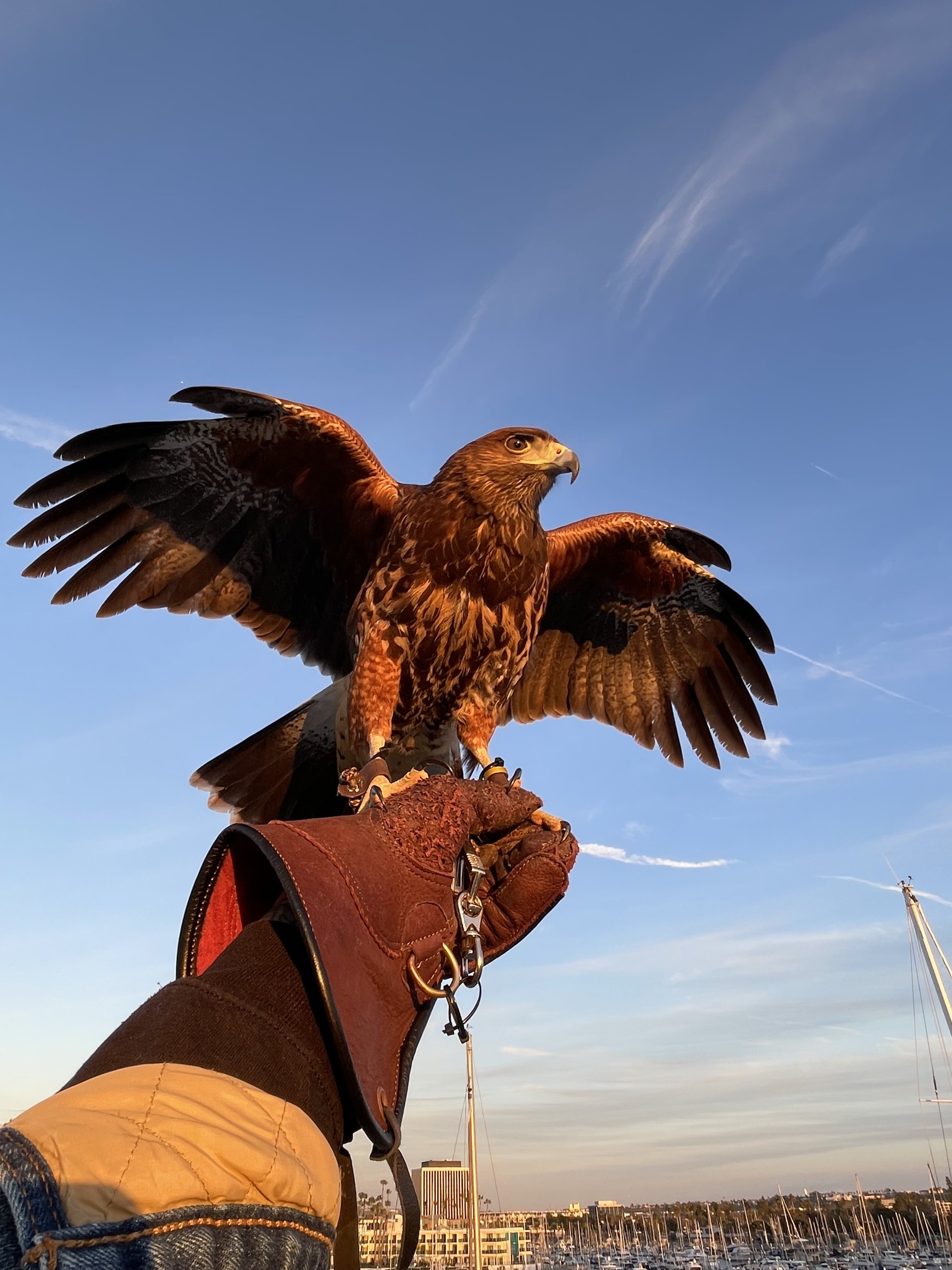 Draco- Harris' Hawk