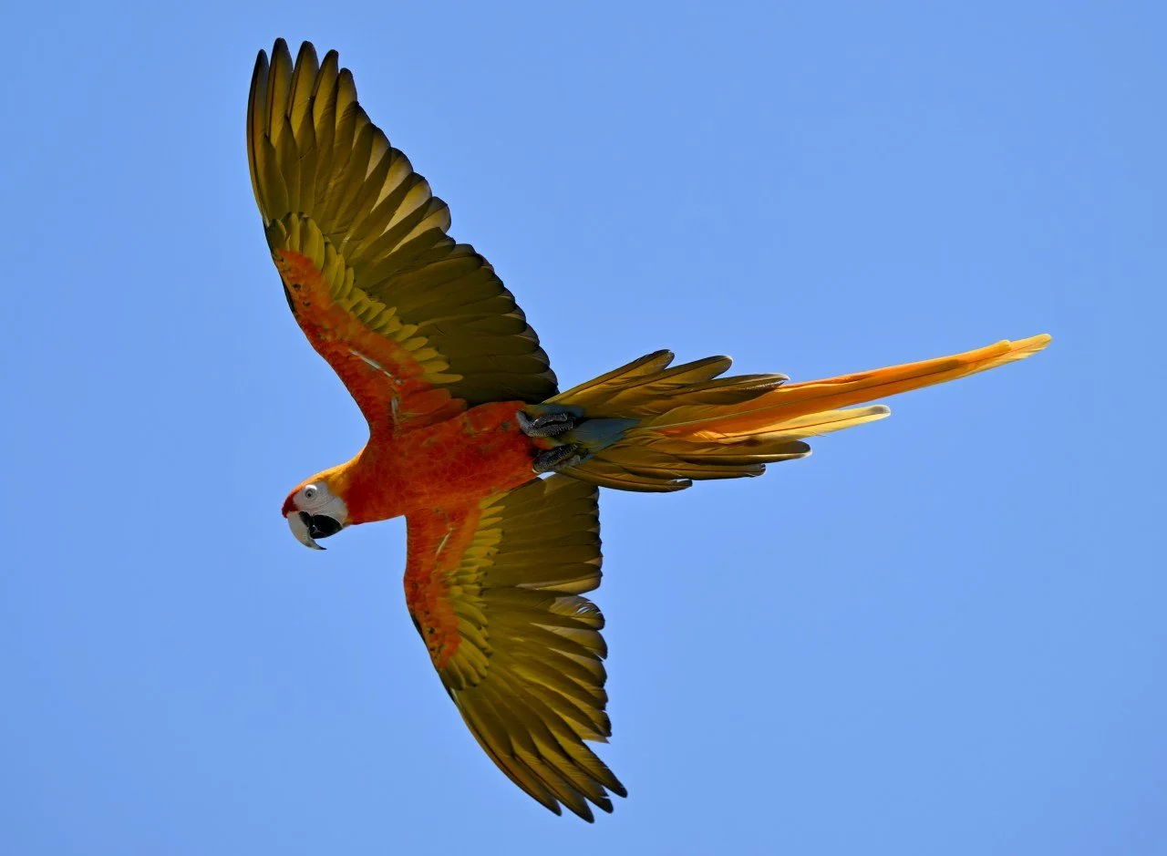 Learn all about parrots and the special bond people can have with their birds!