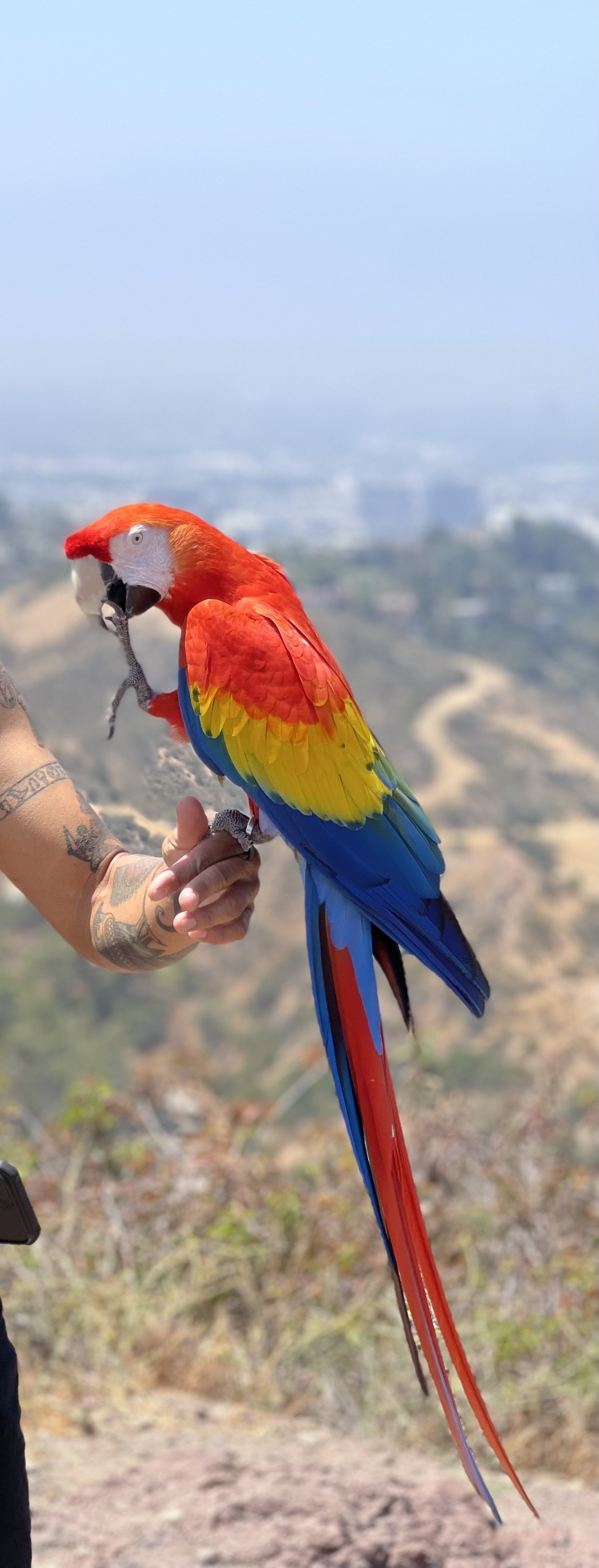 Meet Scarlet Macaws