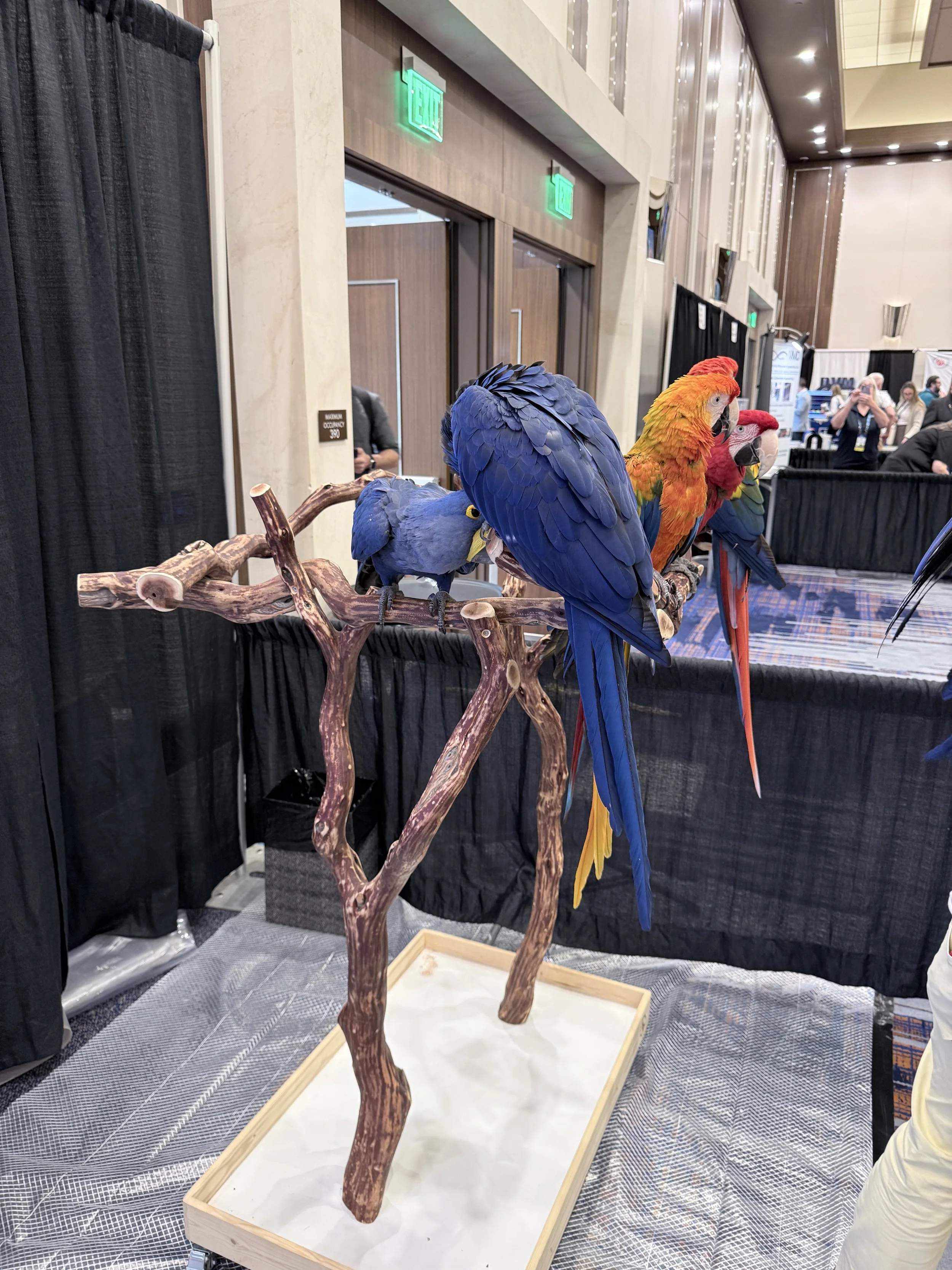 2025 AVV Annual Conference & Expo