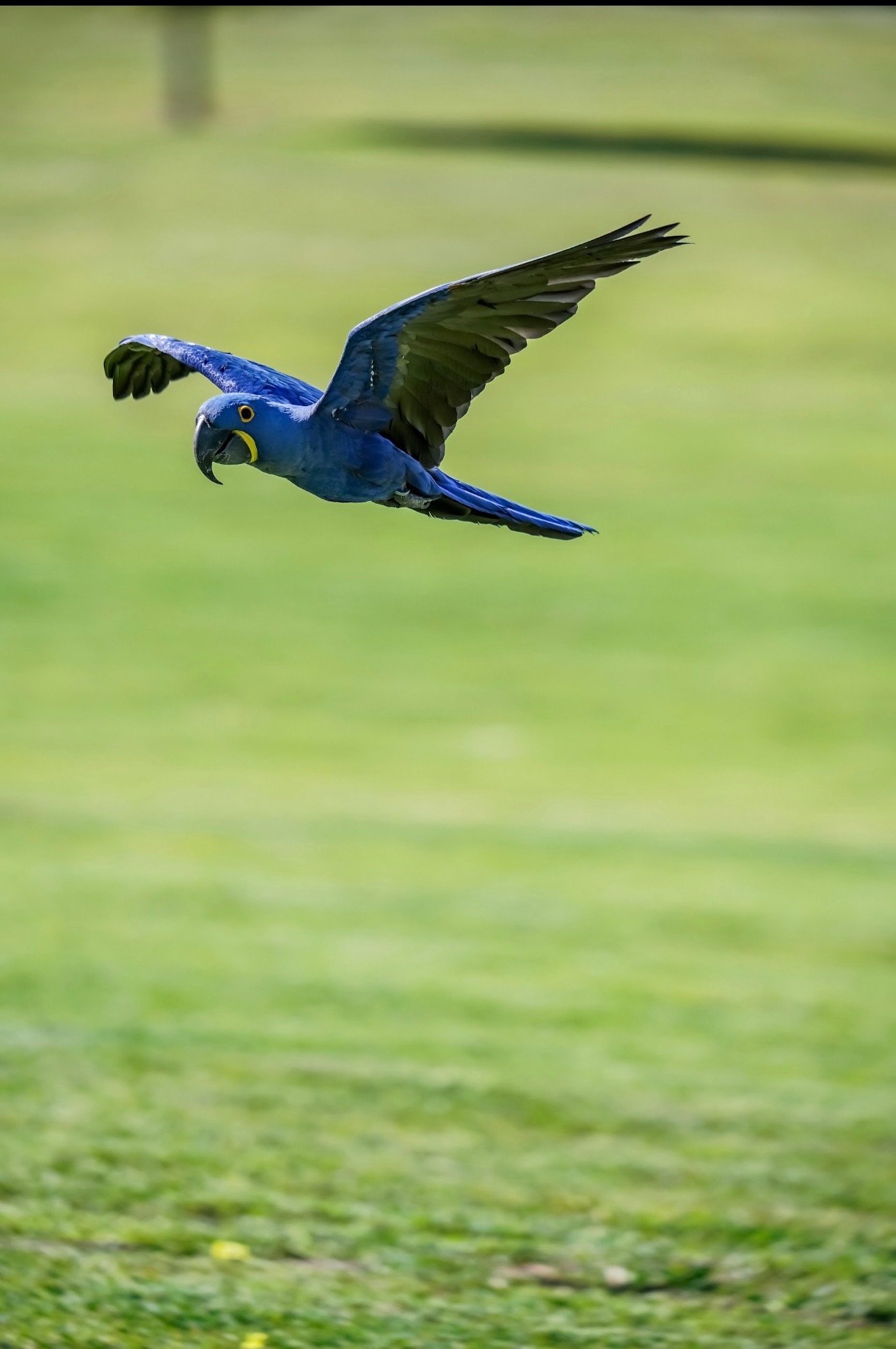 See our macaws fly circles around you!