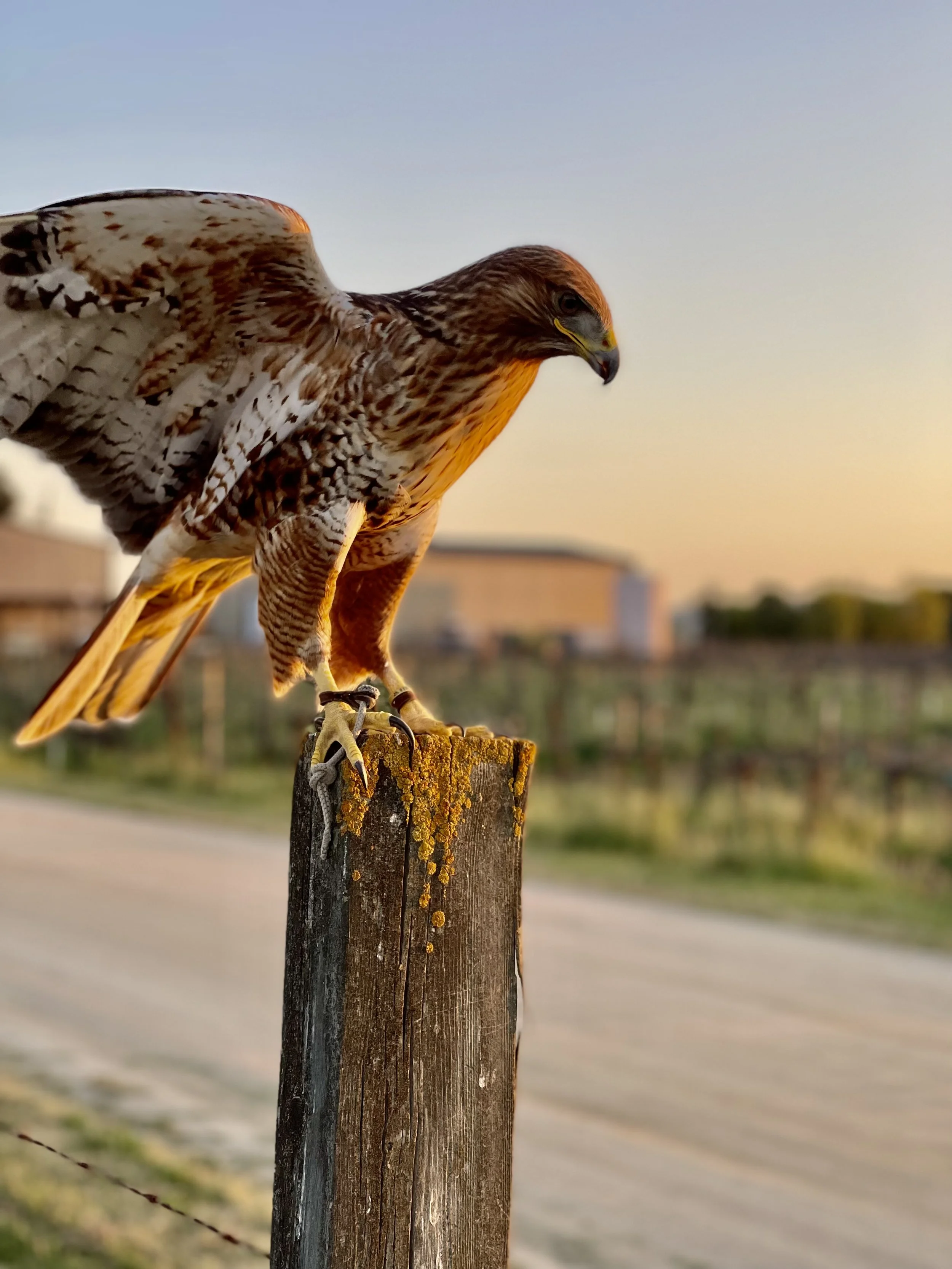 Ferruginous/Red-tailed hawk!