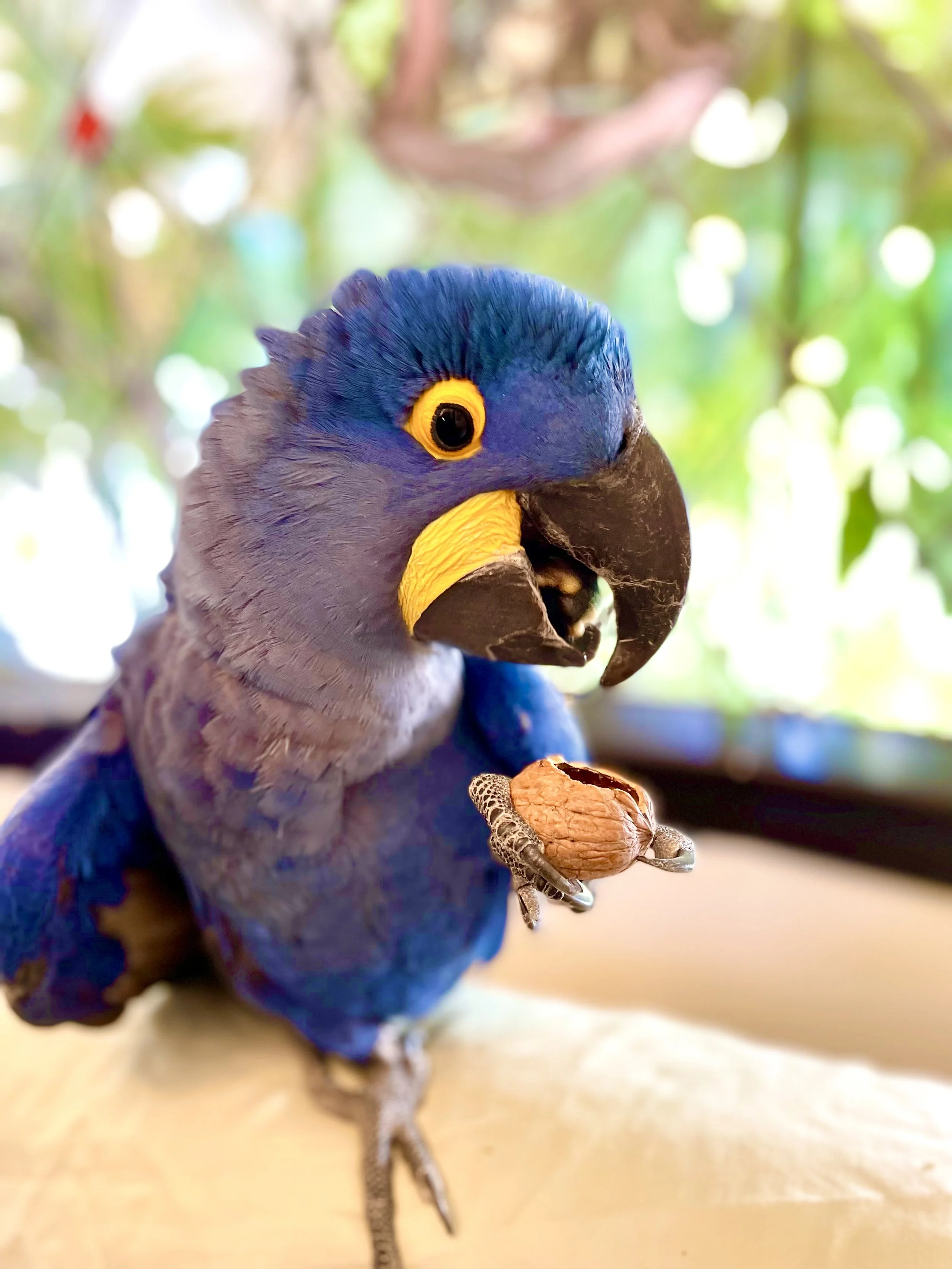 Meet Blue Hyacinth Macaws