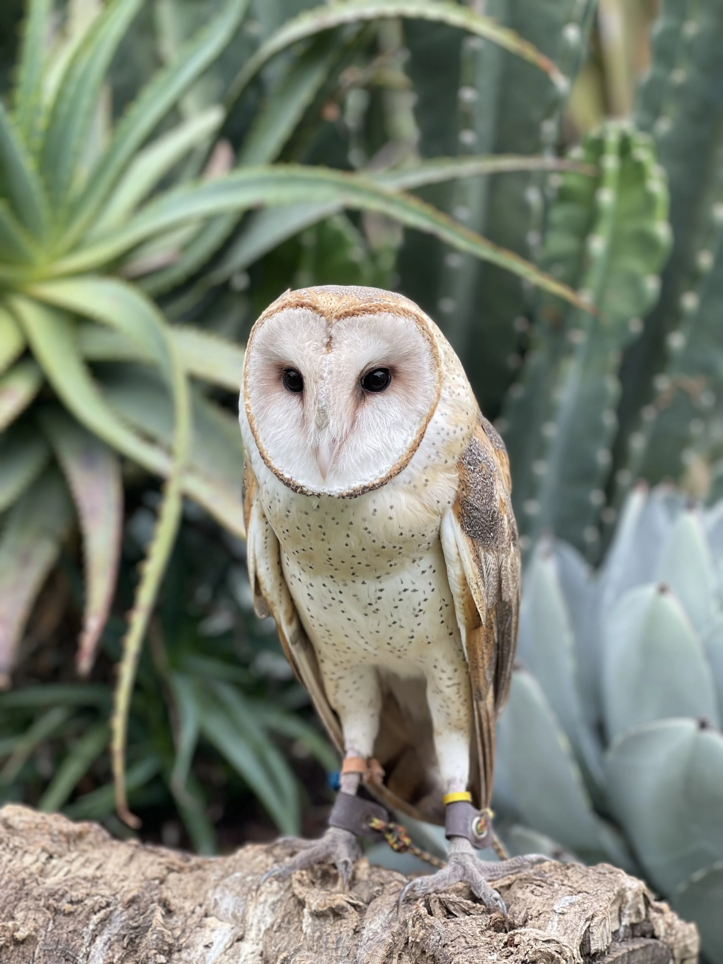 Call Baby, our beautiful Barn Owl, to your glove!