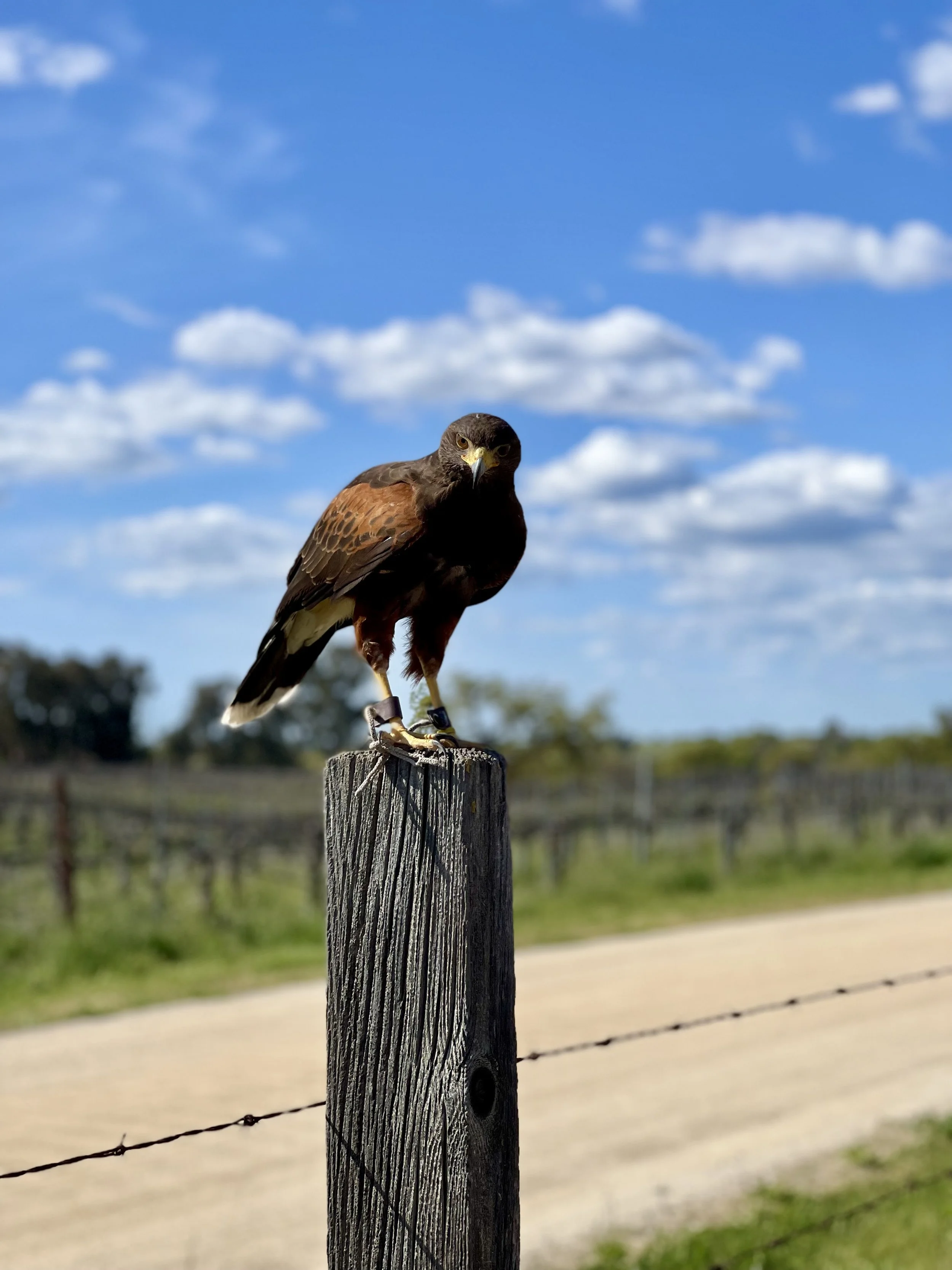 Harris Hawk