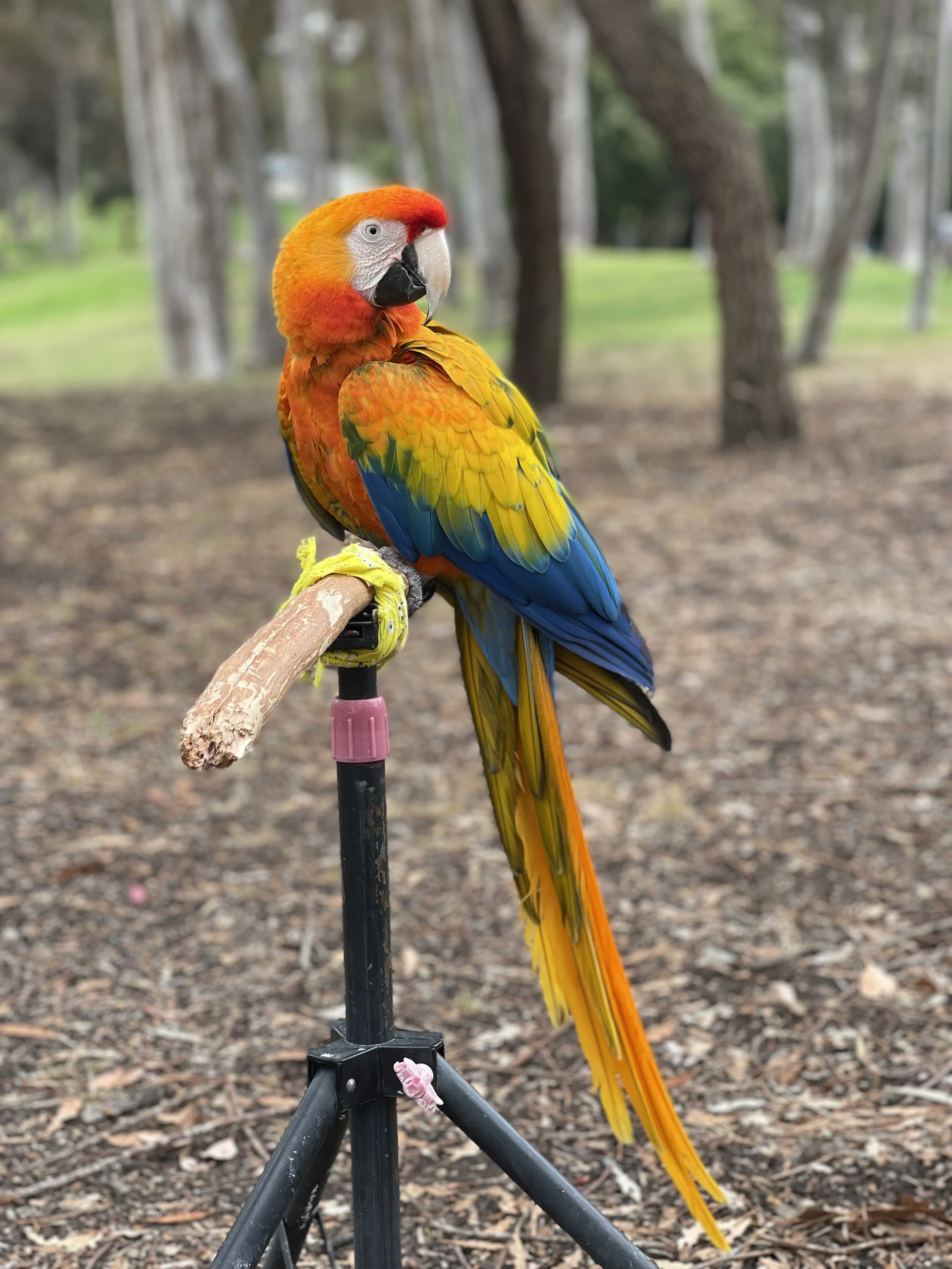 Admire the stunning colorations of these majestic tropical macaws!