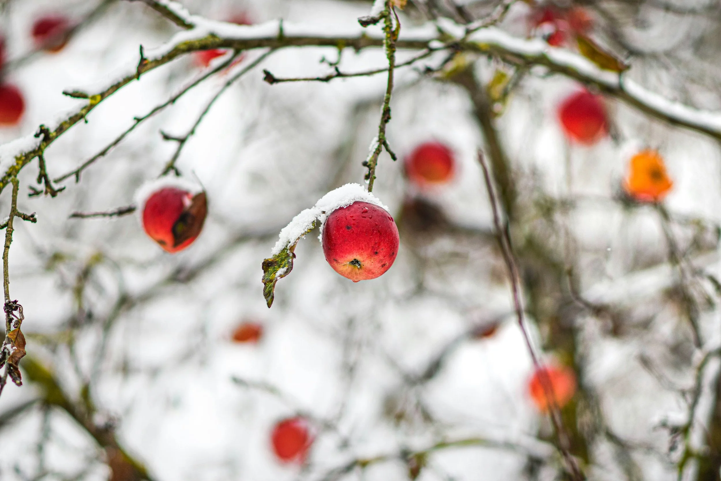 Winter Wassail