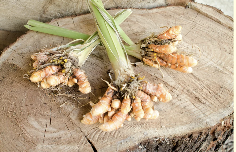 Turmeric Root